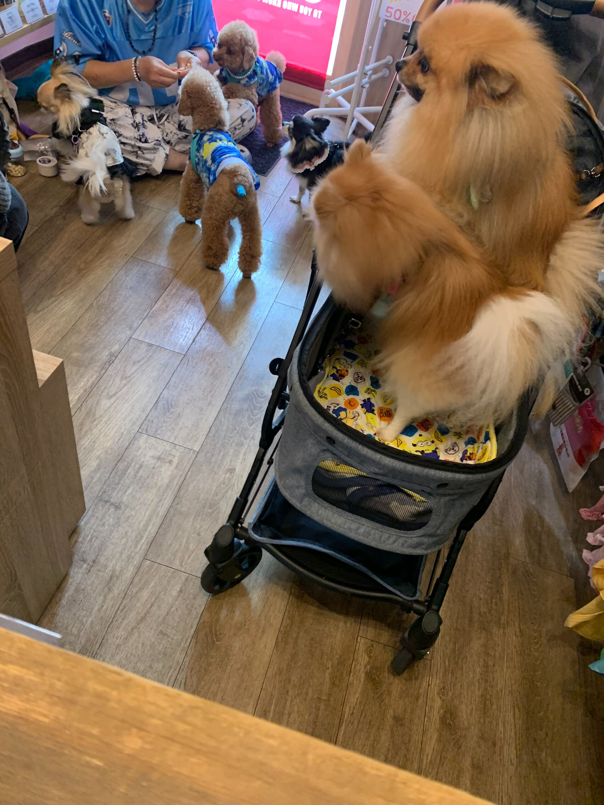 そらくん、ルナちゃんご来店ありがとうございます😊