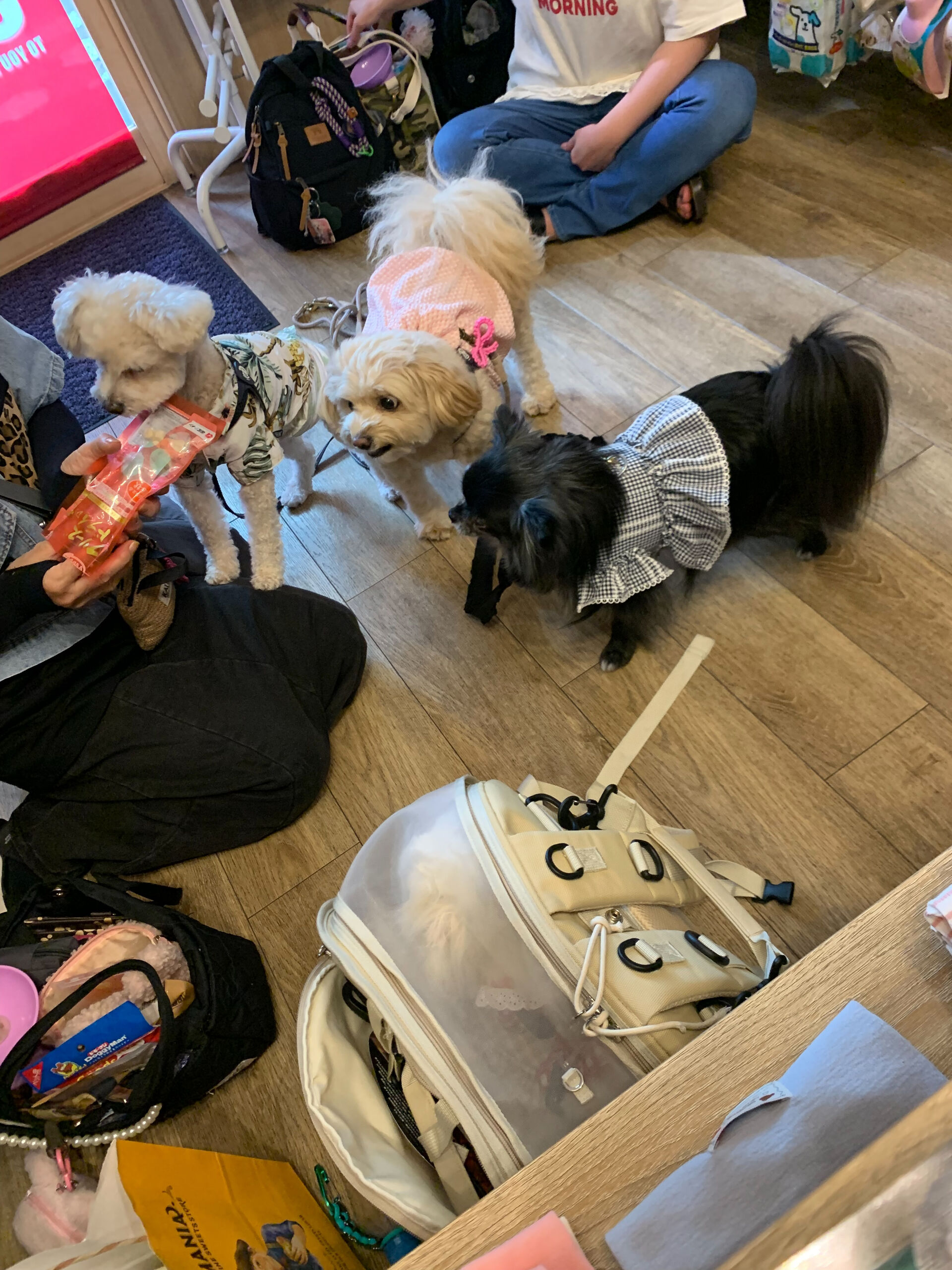 ラナちゃんご来店ありがとうございます😊