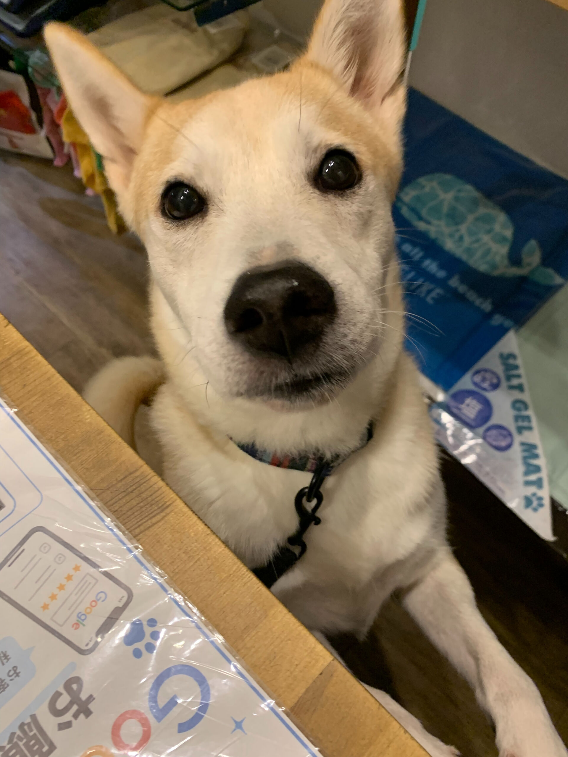 本日の大トリはこむぎさん‼︎