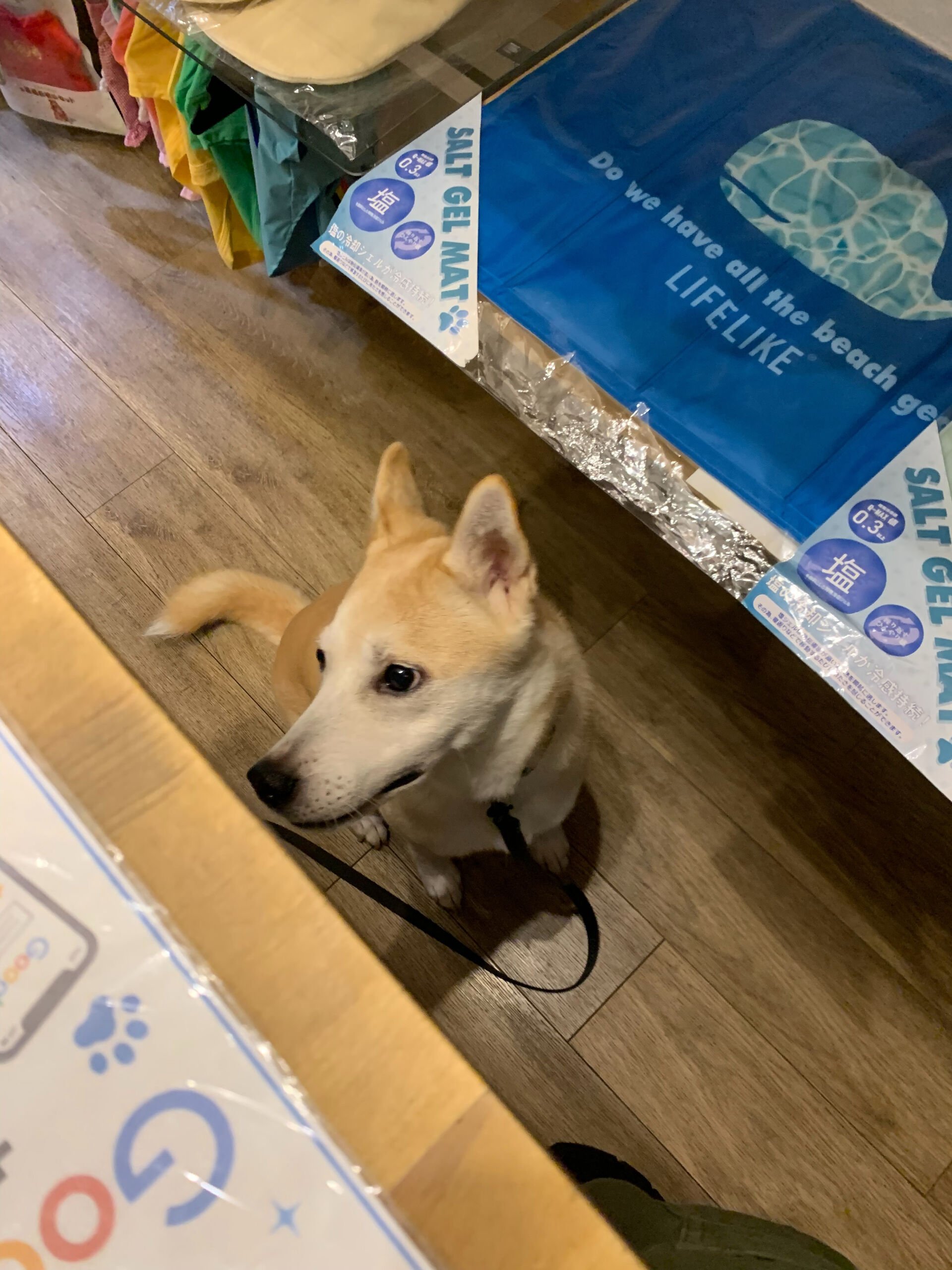 本日の大トリはこむぎさん‼︎