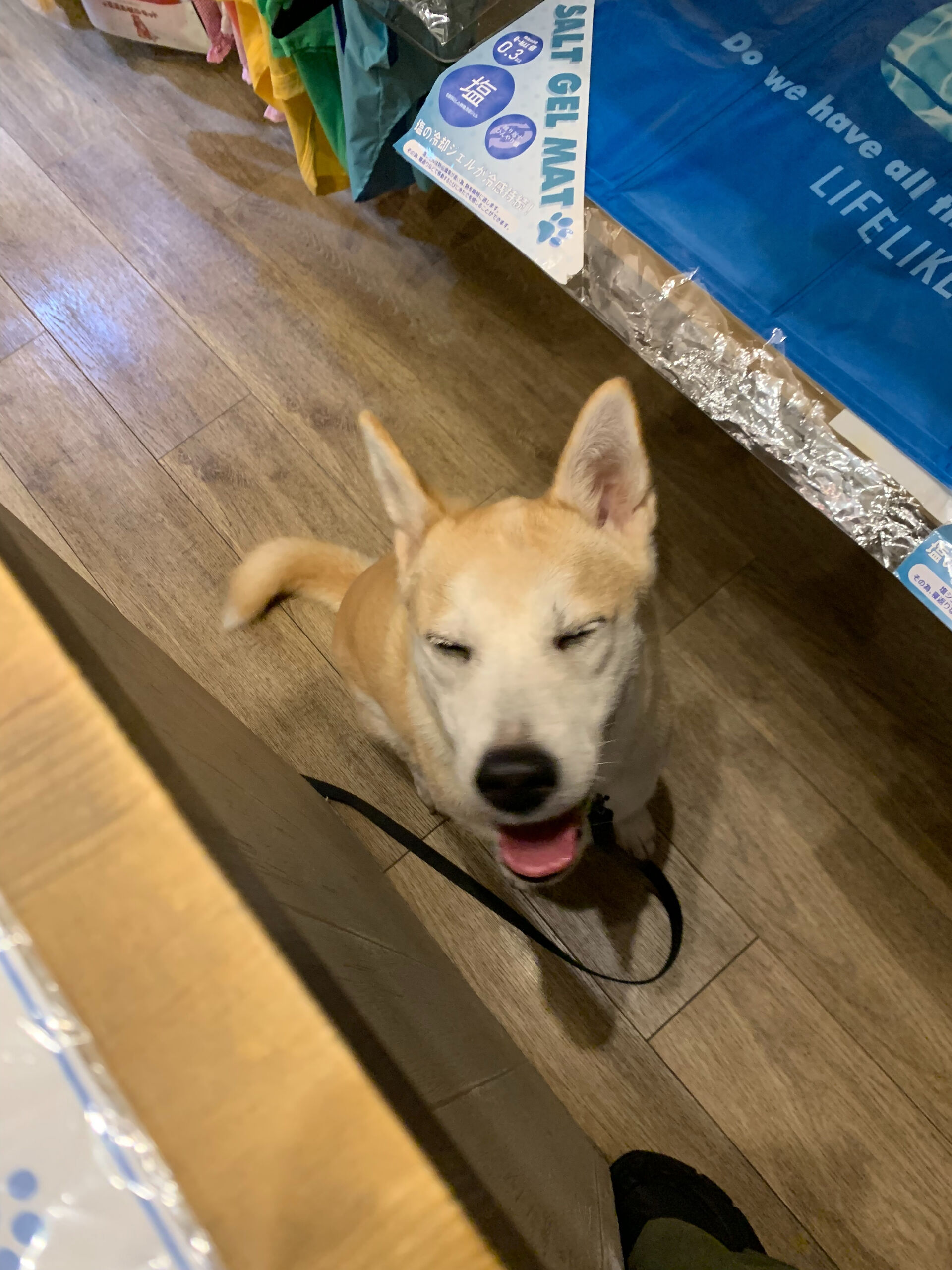 本日の大トリはこむぎさん‼︎