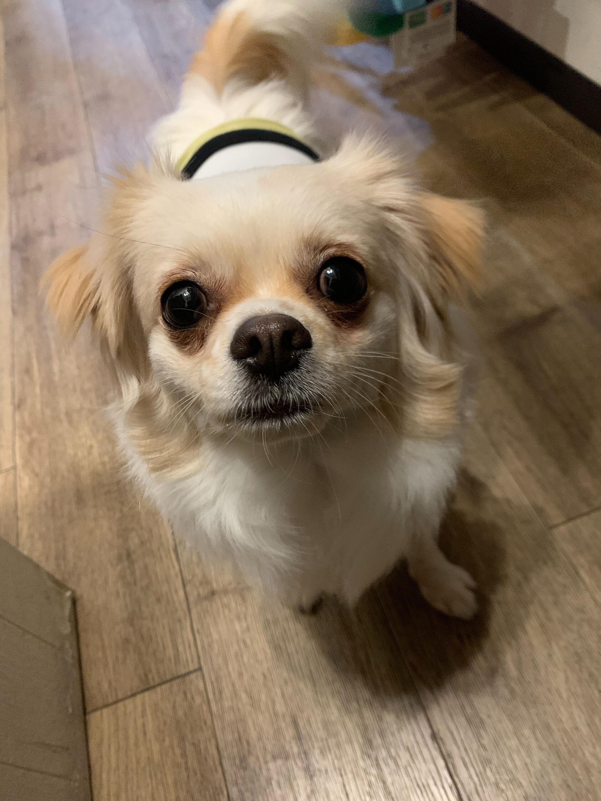 ロンくんご来店ありがとうございます😊