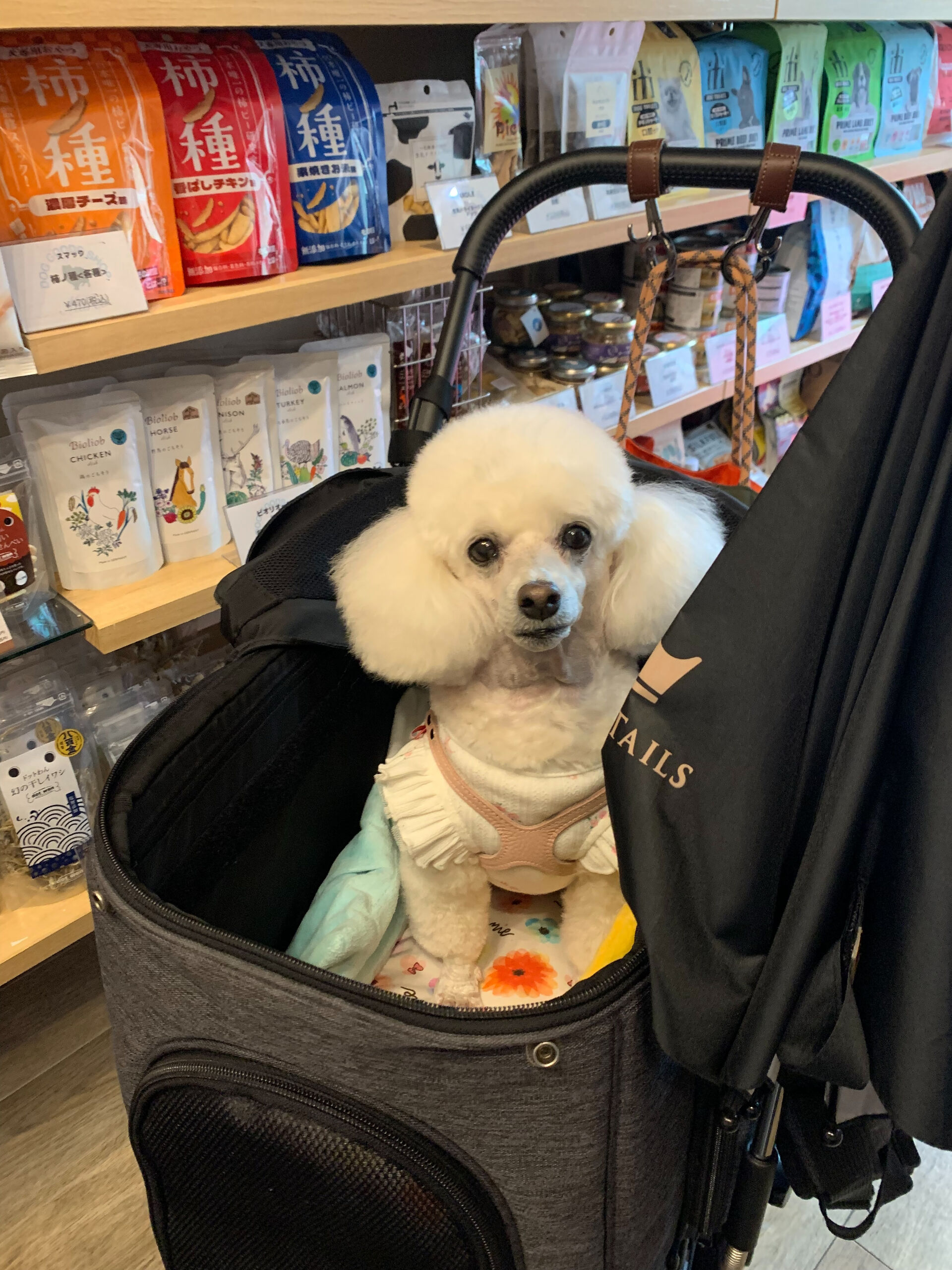 ポンスちゃんご来店ありがとうございます😊
