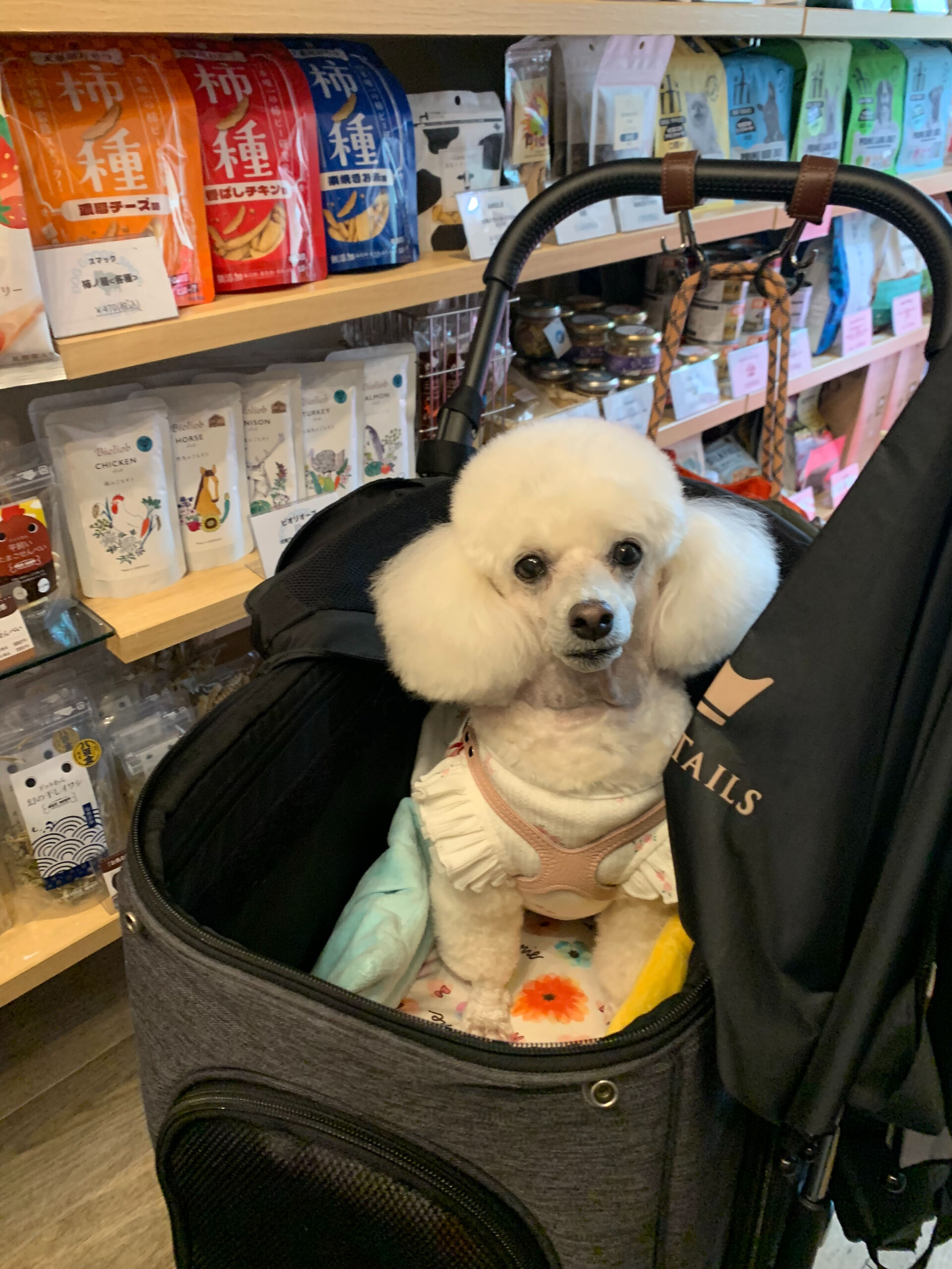ポンスちゃんご来店ありがとうございます😊