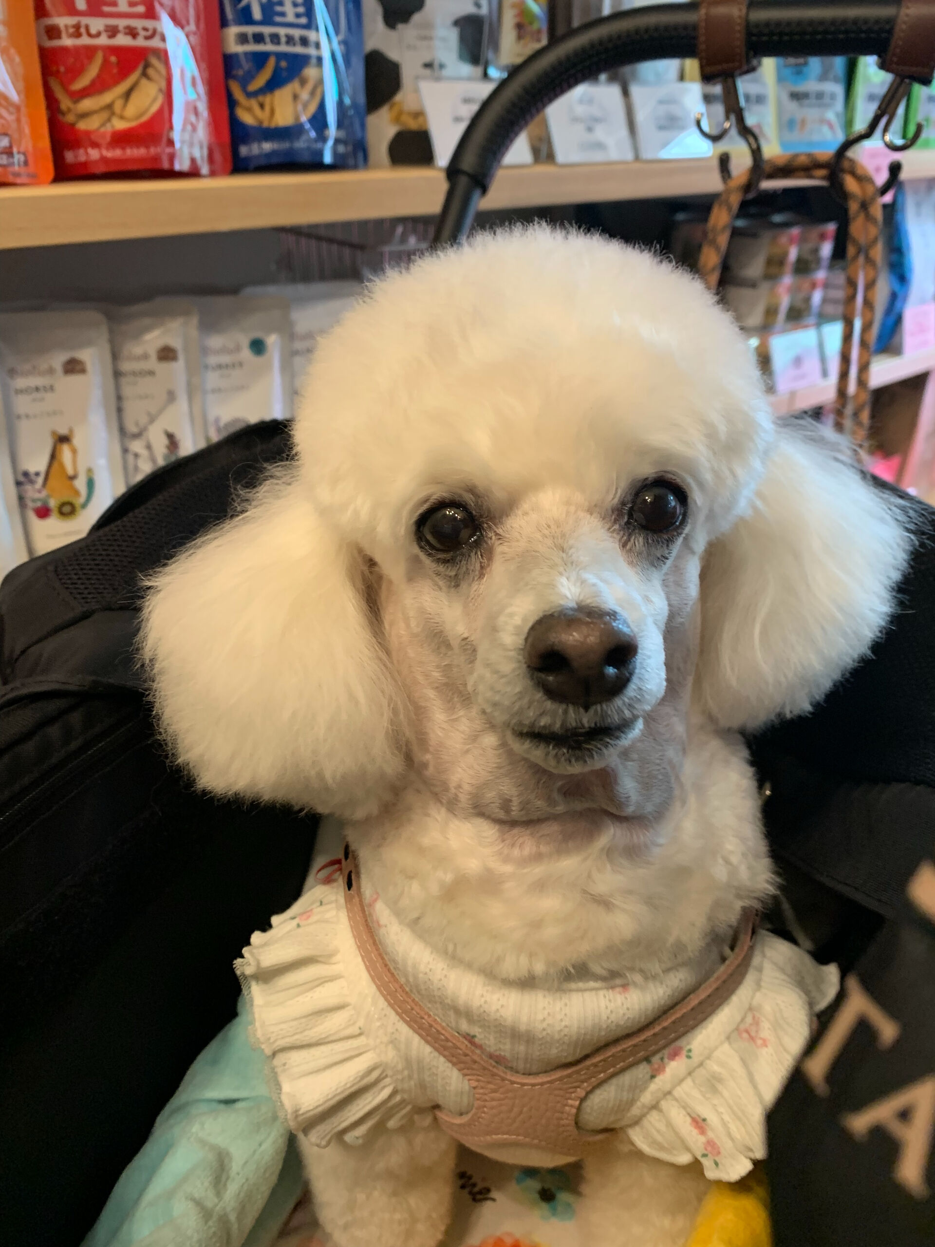 ポンスちゃんご来店ありがとうございます😊