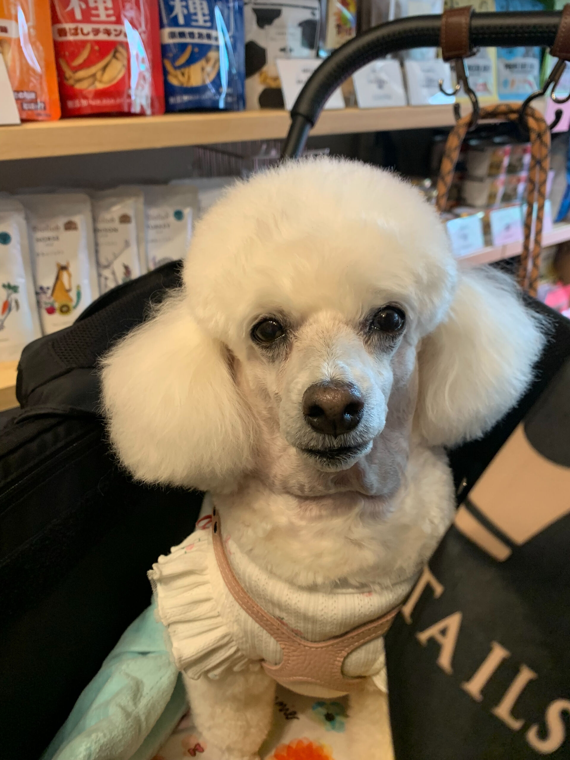 ポンスちゃんご来店ありがとうございます😊