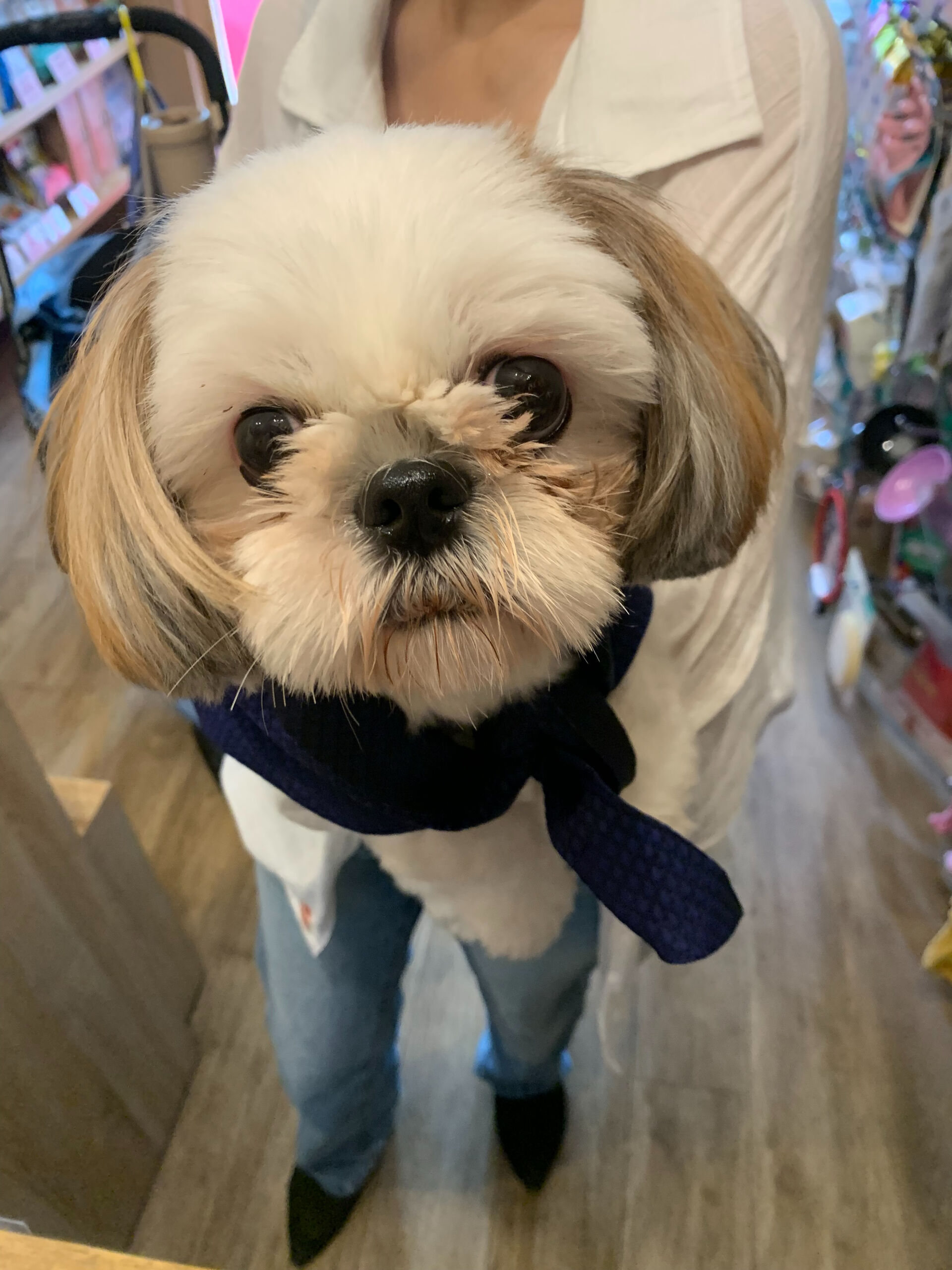 ハニーちゃんご来店ありがとうございます😊