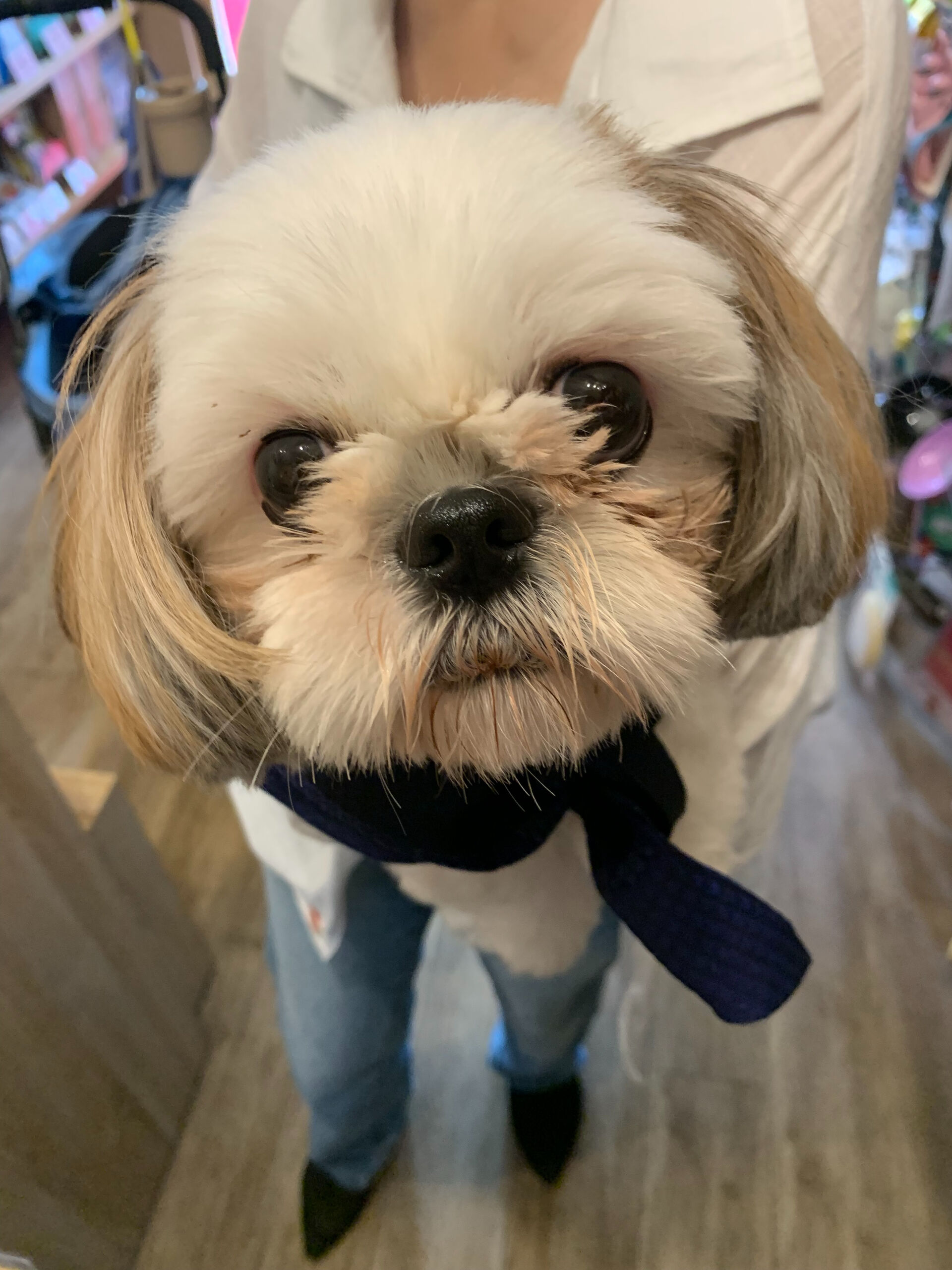ハニーちゃんご来店ありがとうございます😊