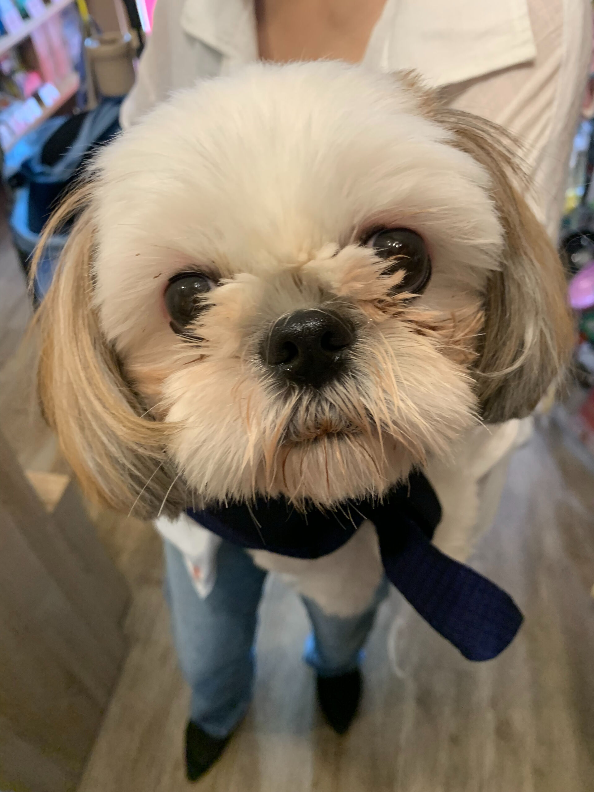 ハニーちゃんご来店ありがとうございます😊