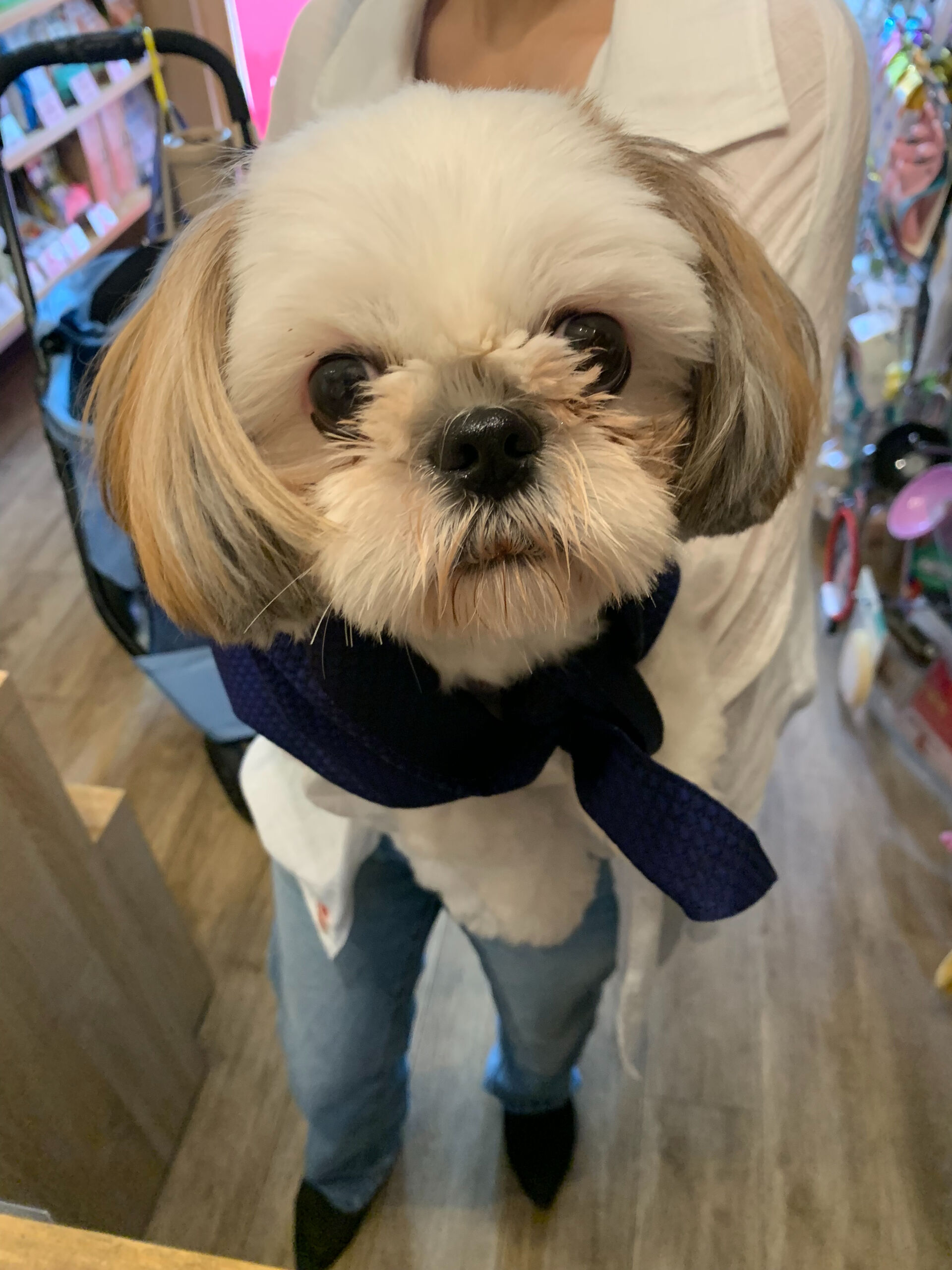 ハニーちゃんご来店ありがとうございます😊