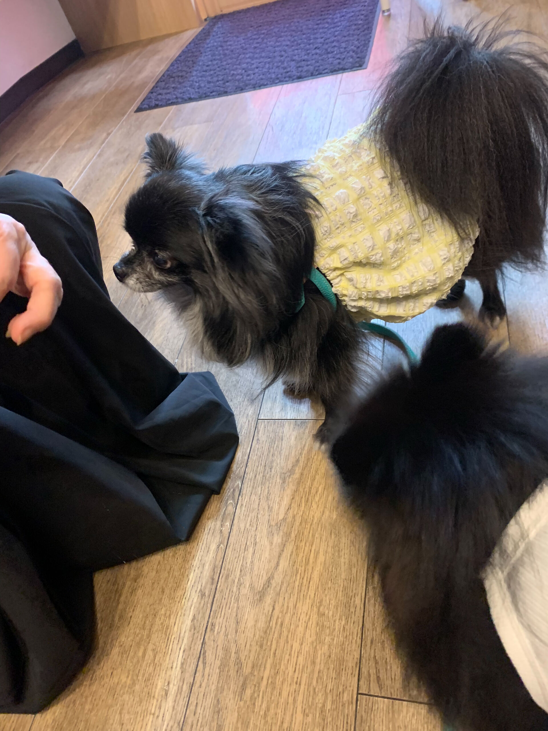 ラナちゃんご来店ありがとうございます😊