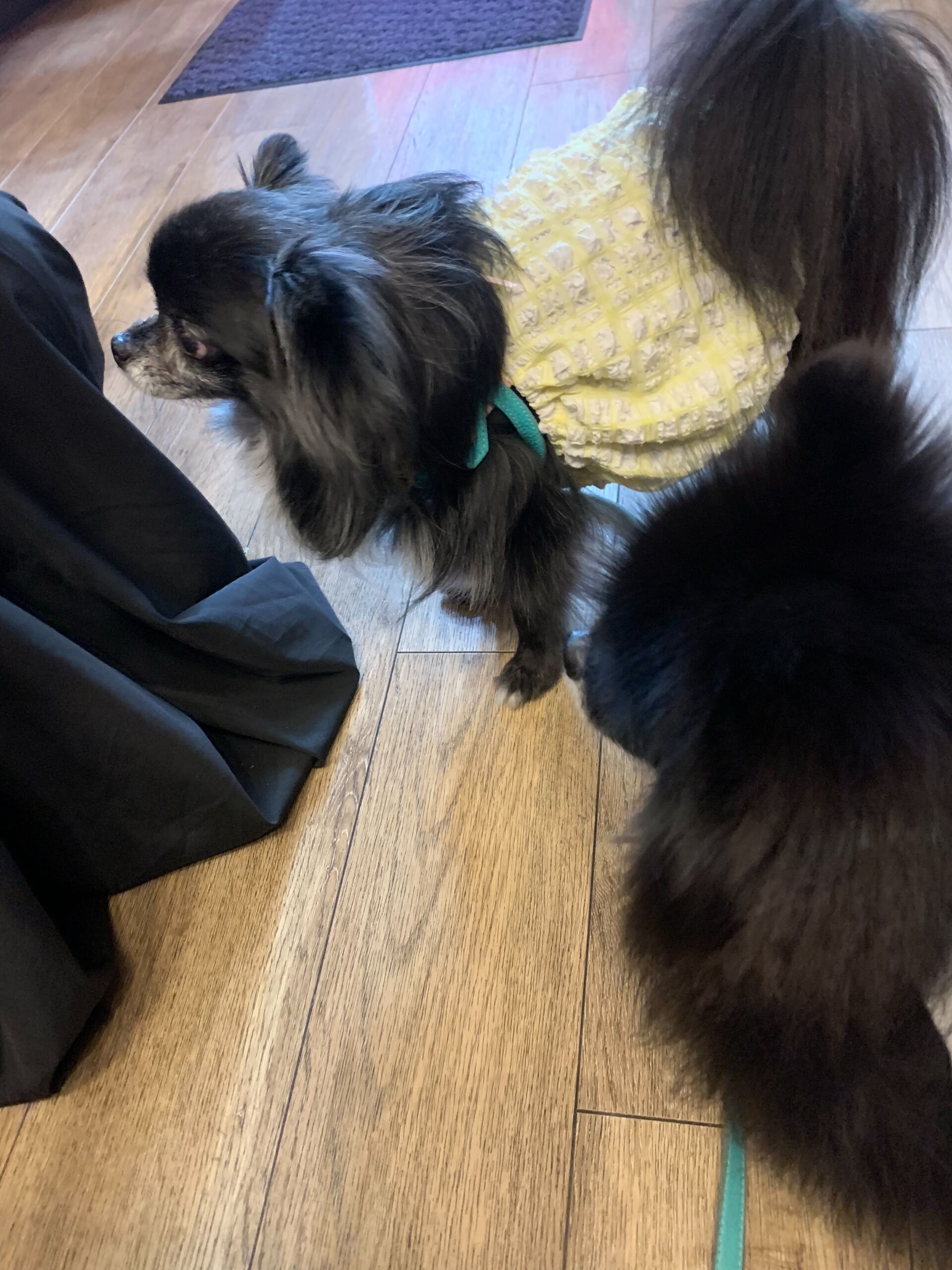 ラナちゃんご来店ありがとうございます😊