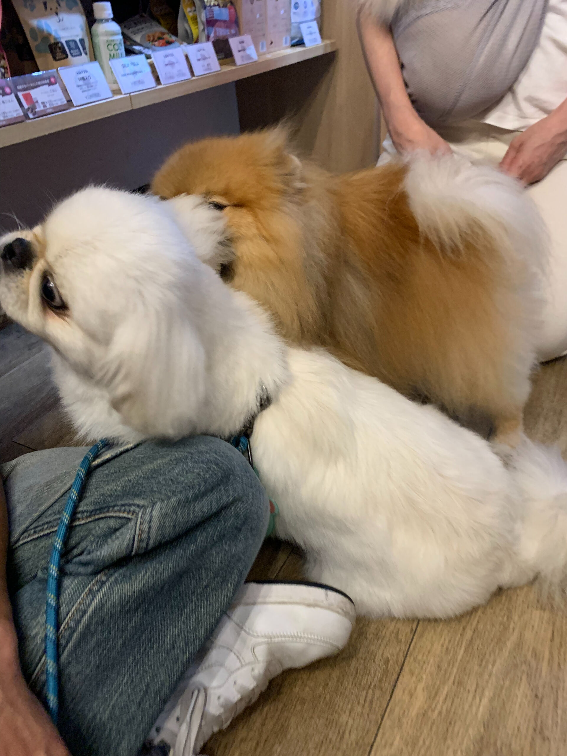 そらくん、ルナちゃんご来店ありがとうございます😊