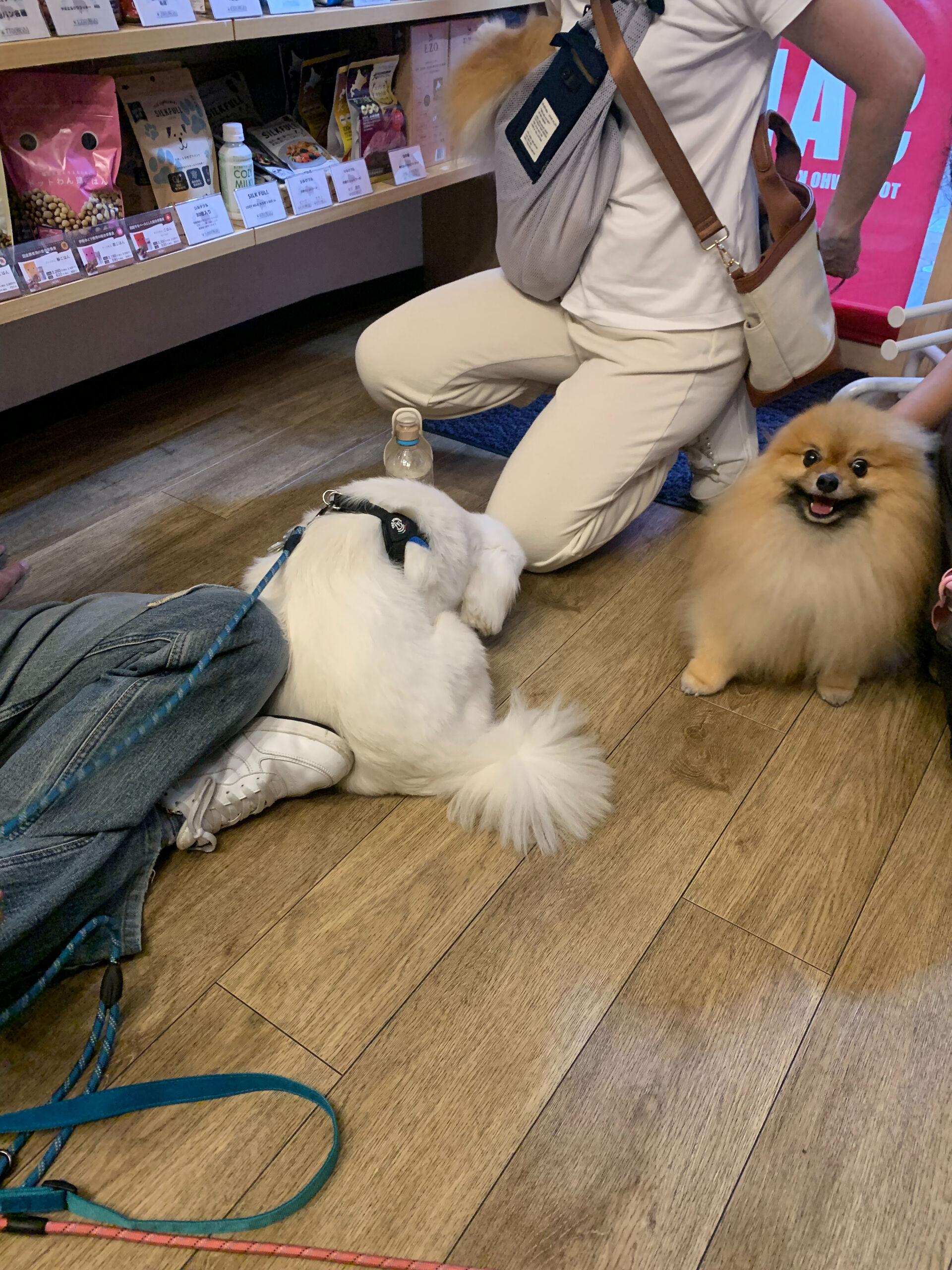 そらくん、ルナちゃんご来店ありがとうございます😊