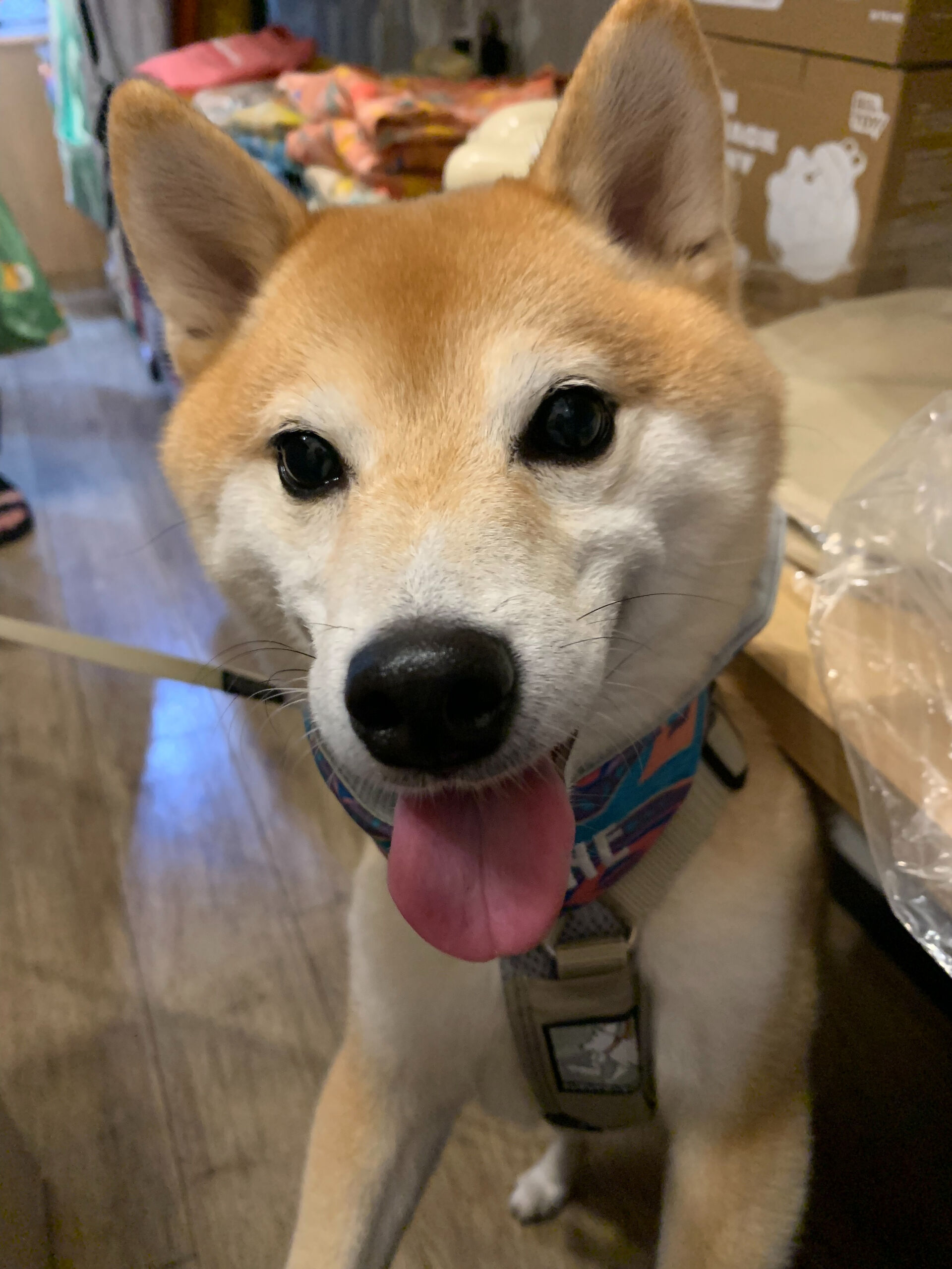 蓮くんご来店ありがとうございます😊