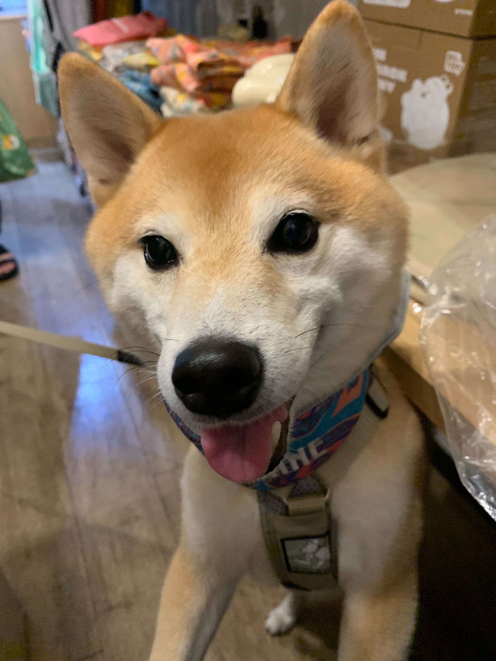 蓮くんご来店ありがとうございます😊