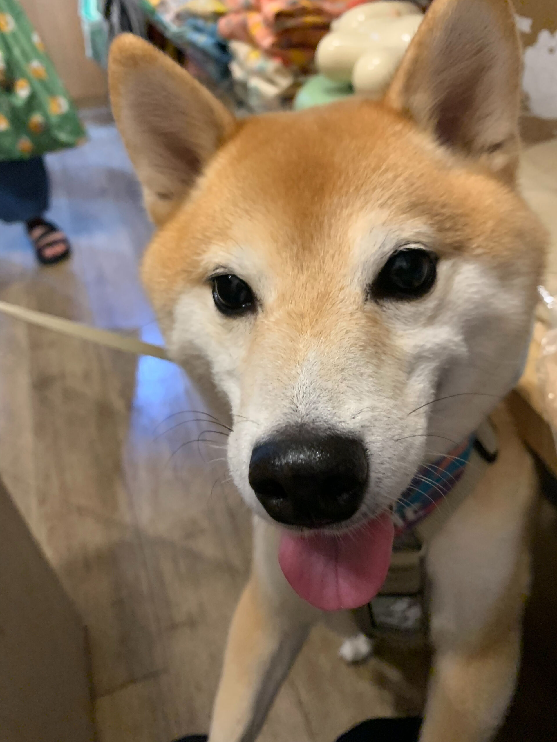 蓮くんご来店ありがとうございます😊