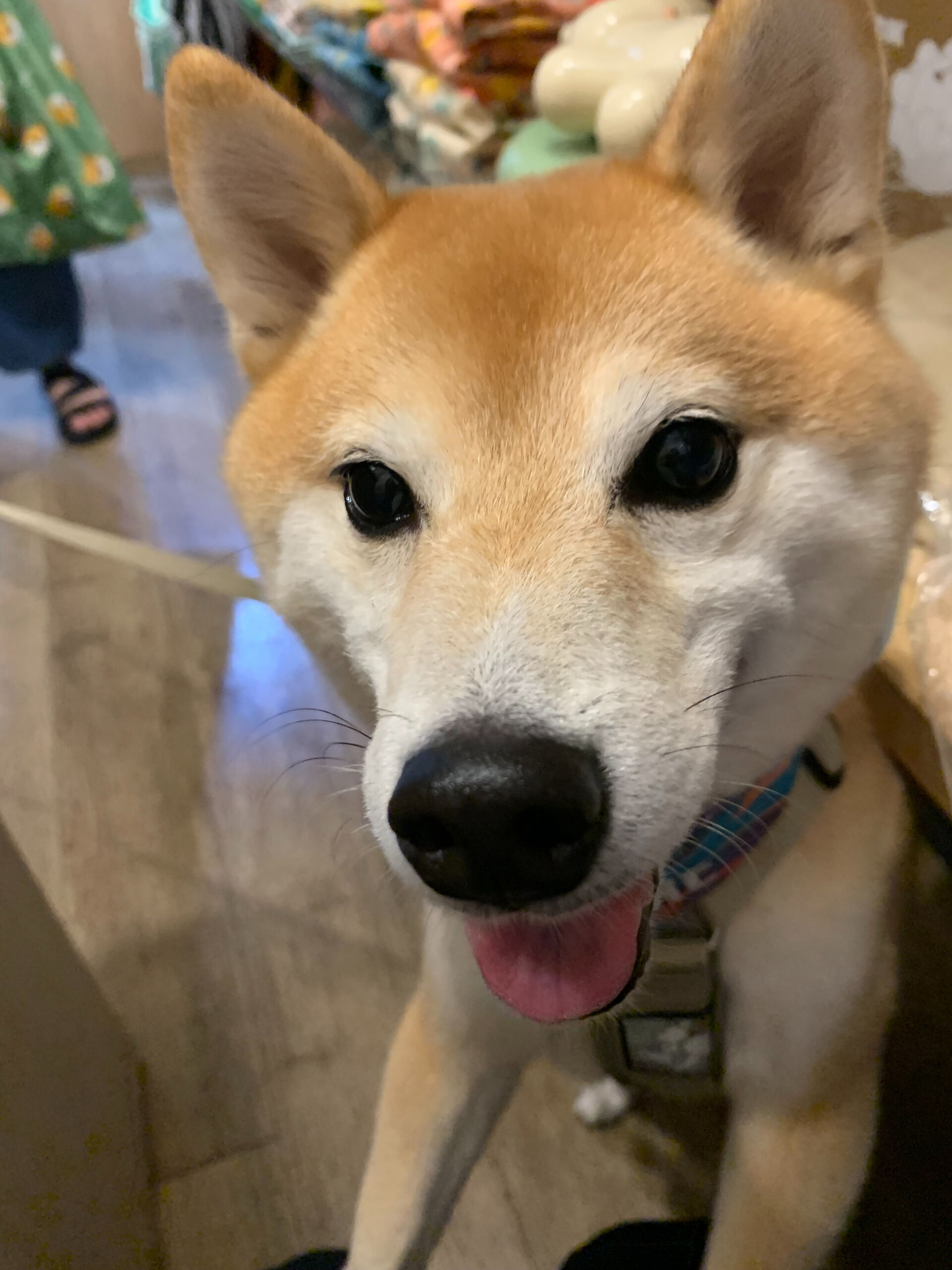 蓮くんご来店ありがとうございます😊
