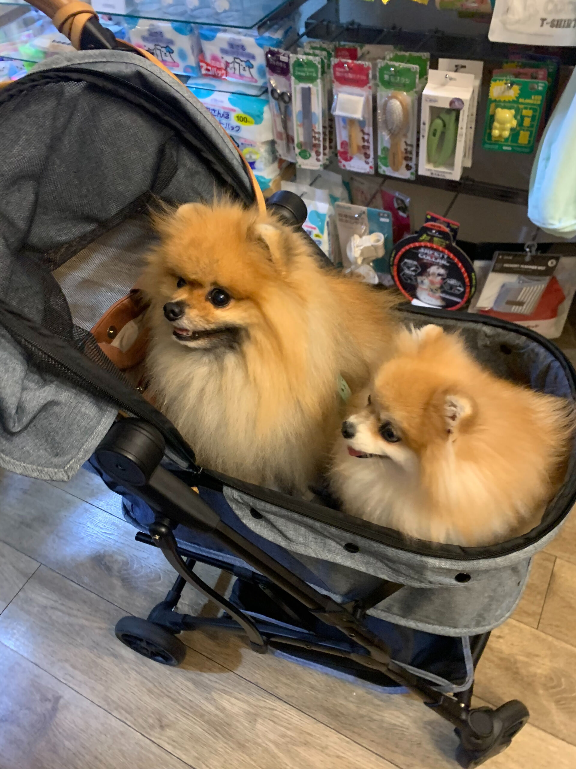 そらくん、ルナちゃんご来店ありがとうございます😊