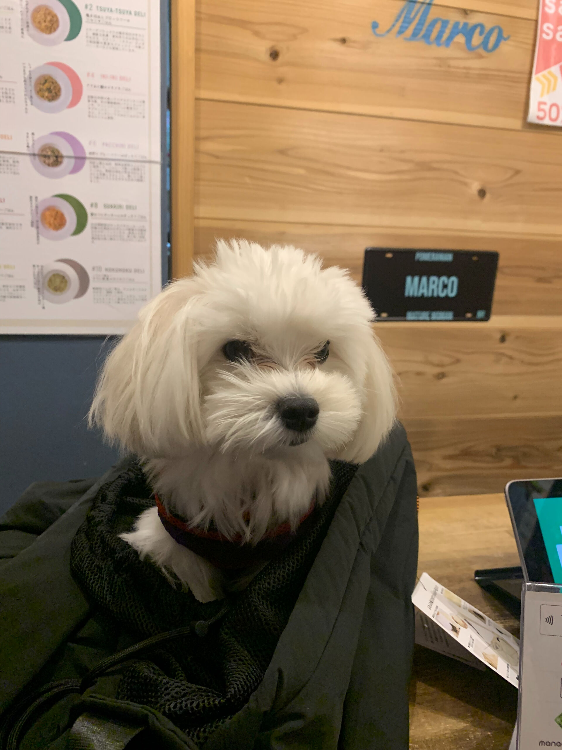 ウコちゃん、スコくんご来店ありがとうございます😊