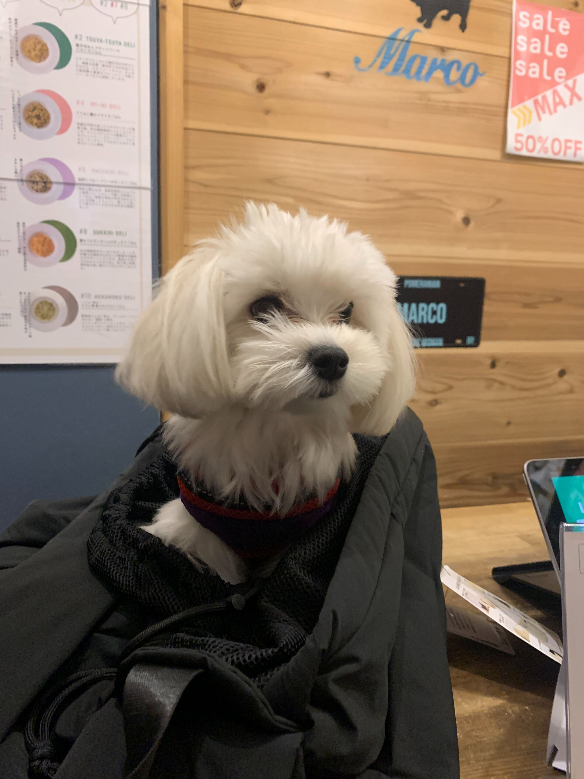 ウコちゃん、スコくんご来店ありがとうございます😊