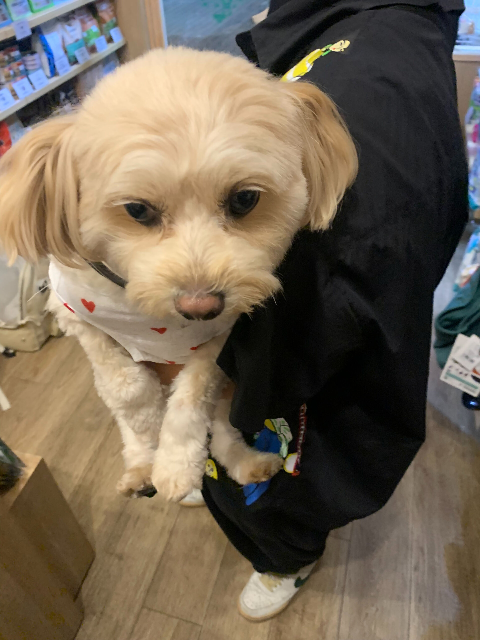 ウコちゃん、スコくんご来店ありがとうございます😊