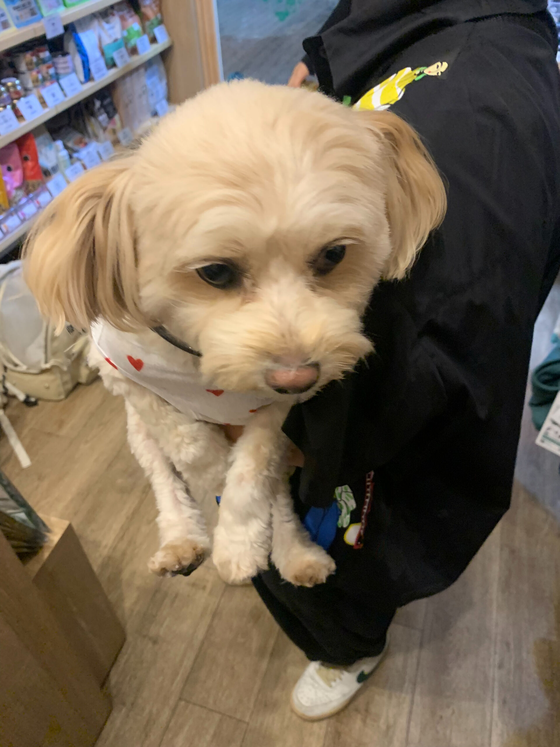 ウコちゃん、スコくんご来店ありがとうございます😊