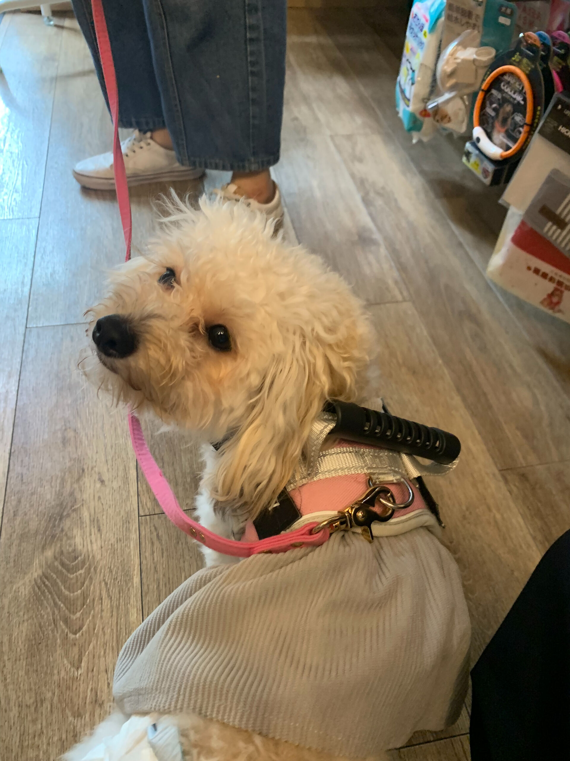 ラティちゃんご来店ありがとうございます😊