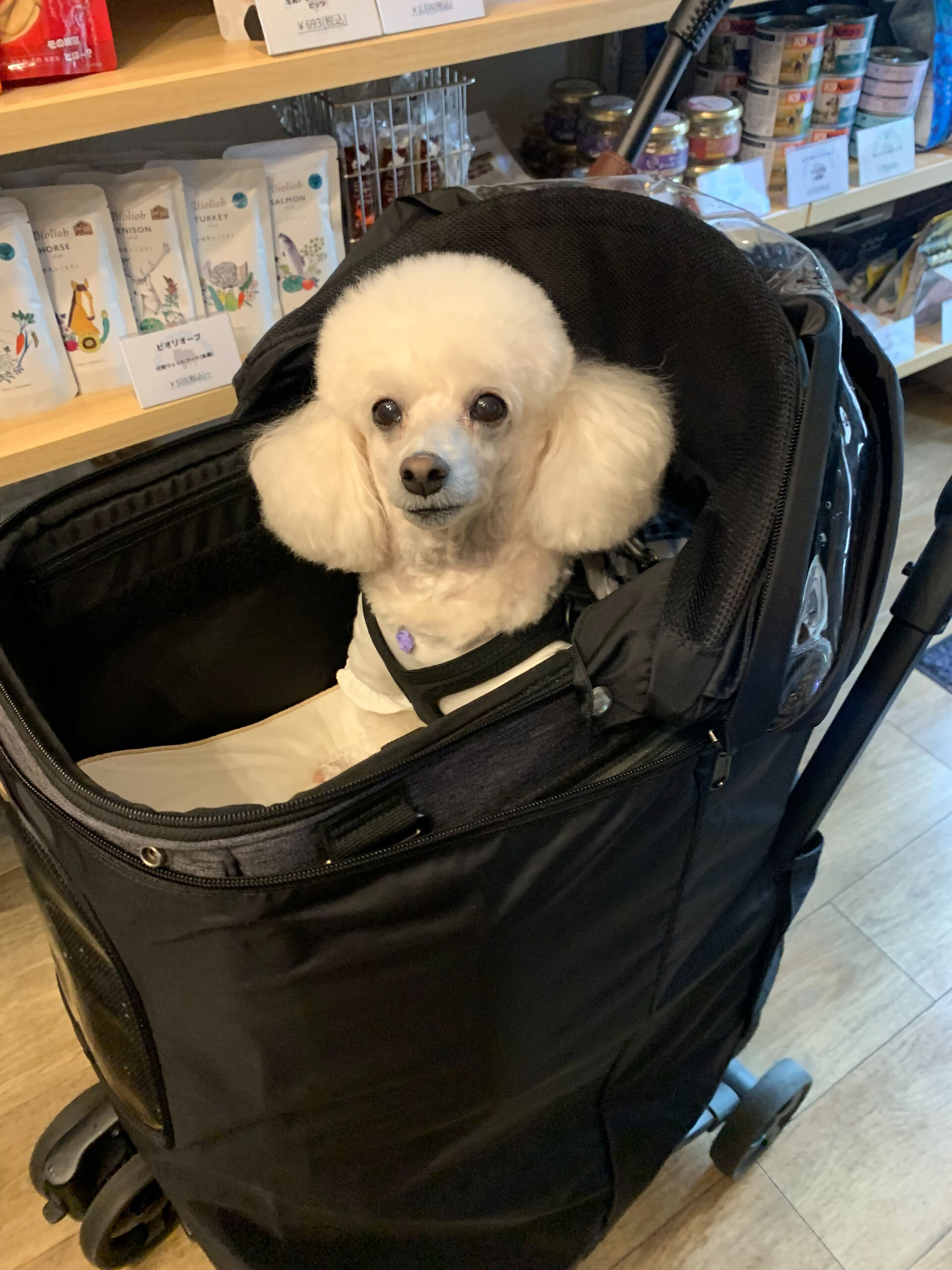 ポンスちゃんご来店ありがとうございます😊