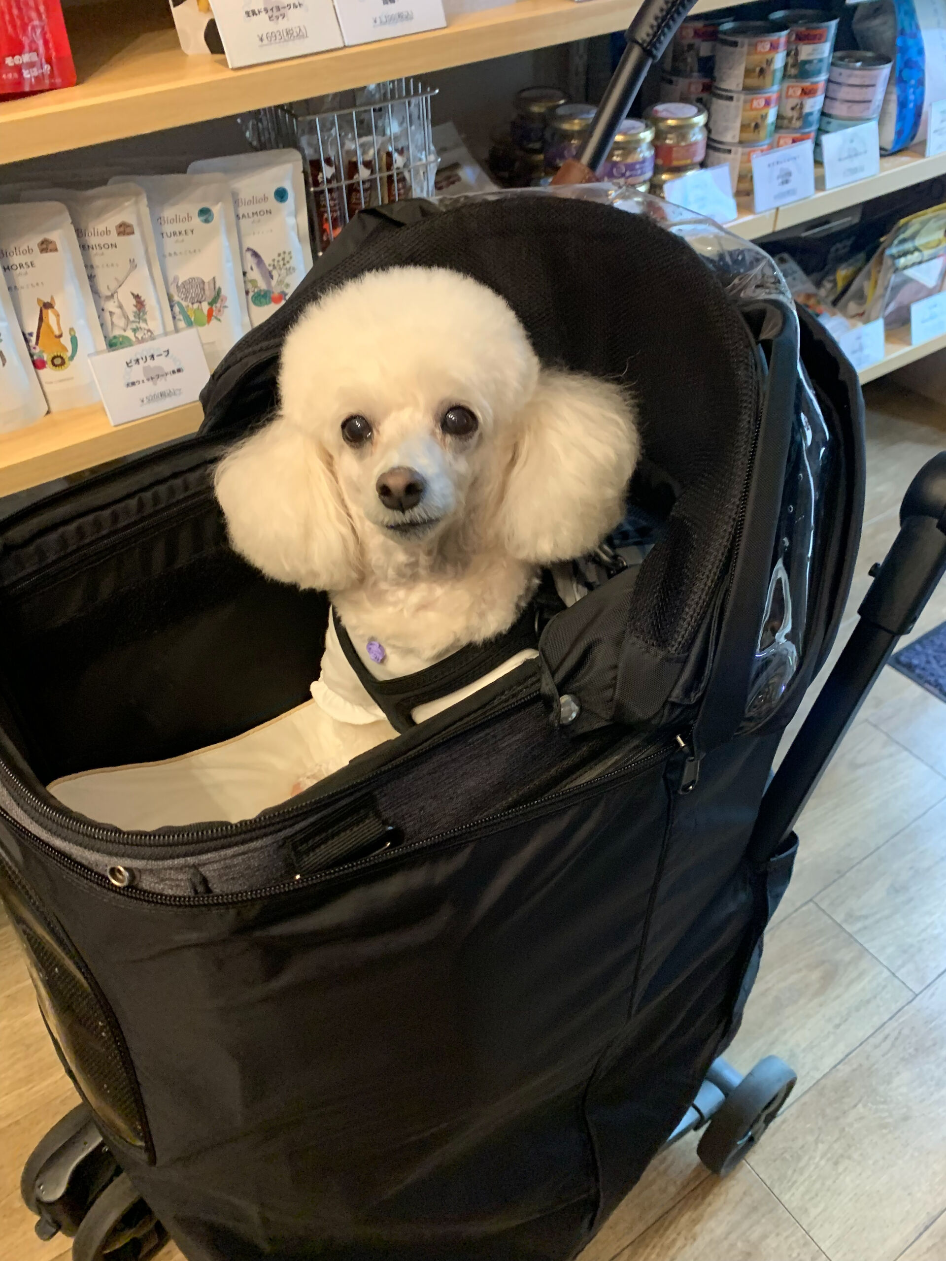 ポンスちゃんご来店ありがとうございます😊