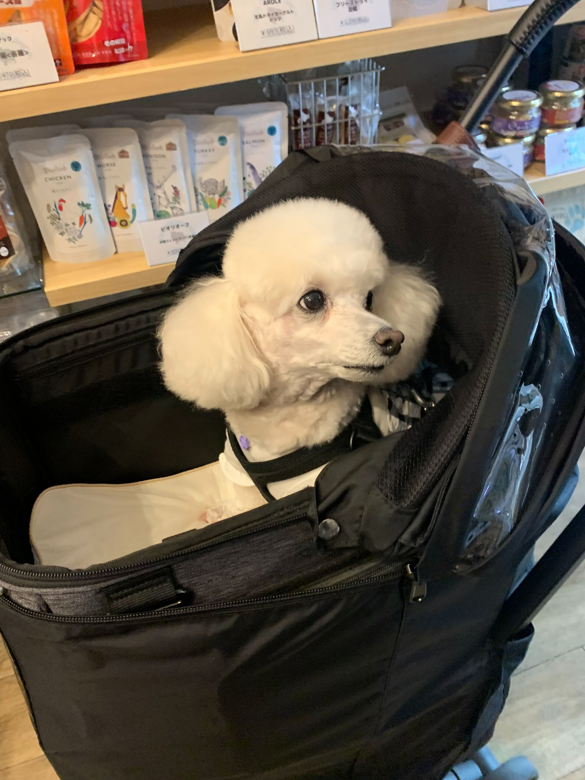 ポンスちゃんご来店ありがとうございます😊