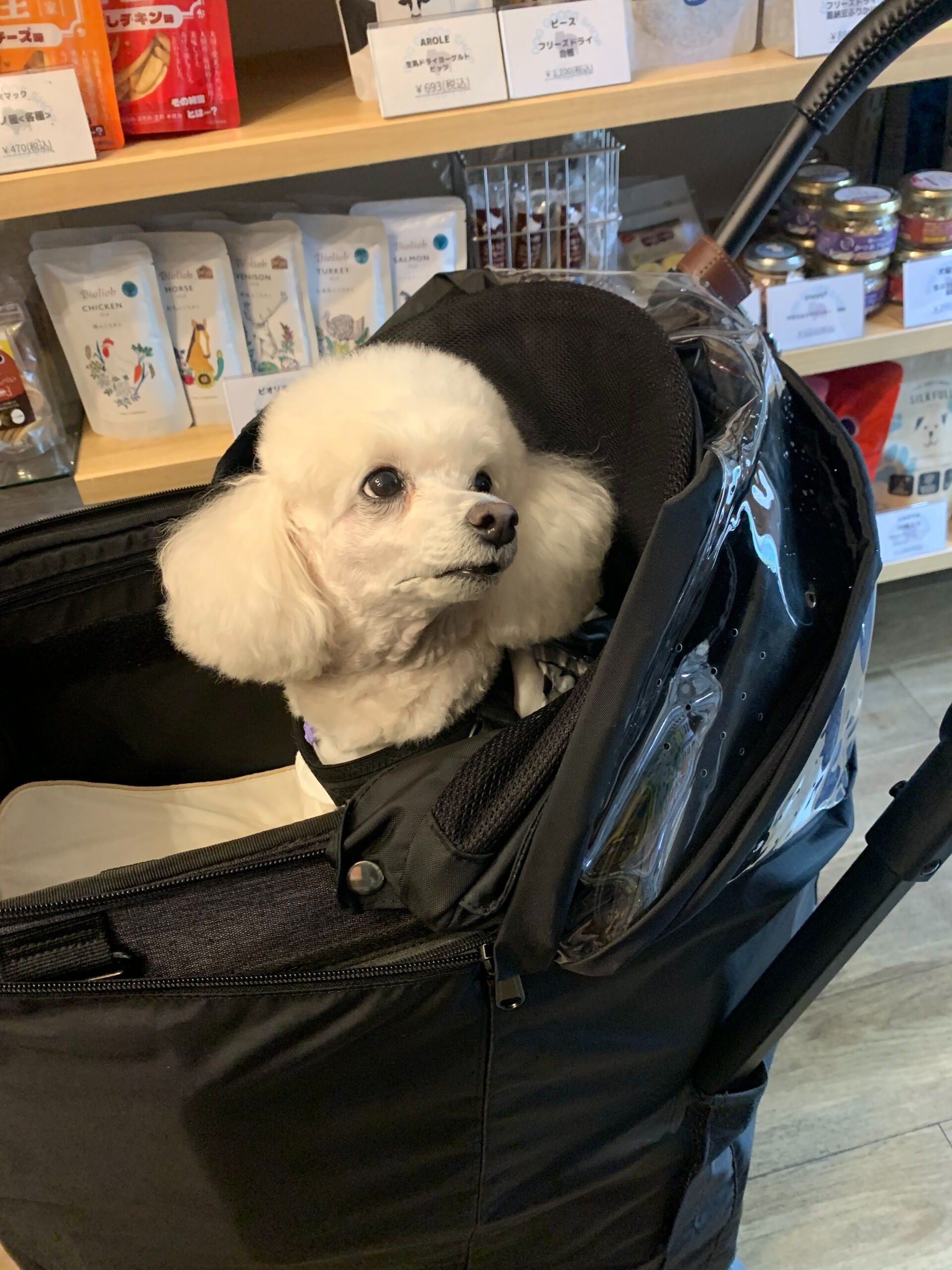 ポンスちゃんご来店ありがとうございます😊