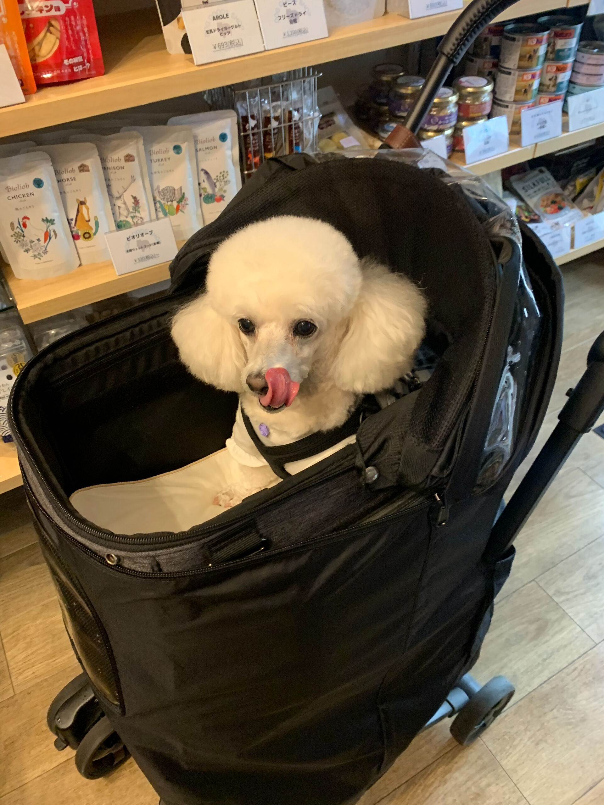 ポンスちゃんご来店ありがとうございます😊