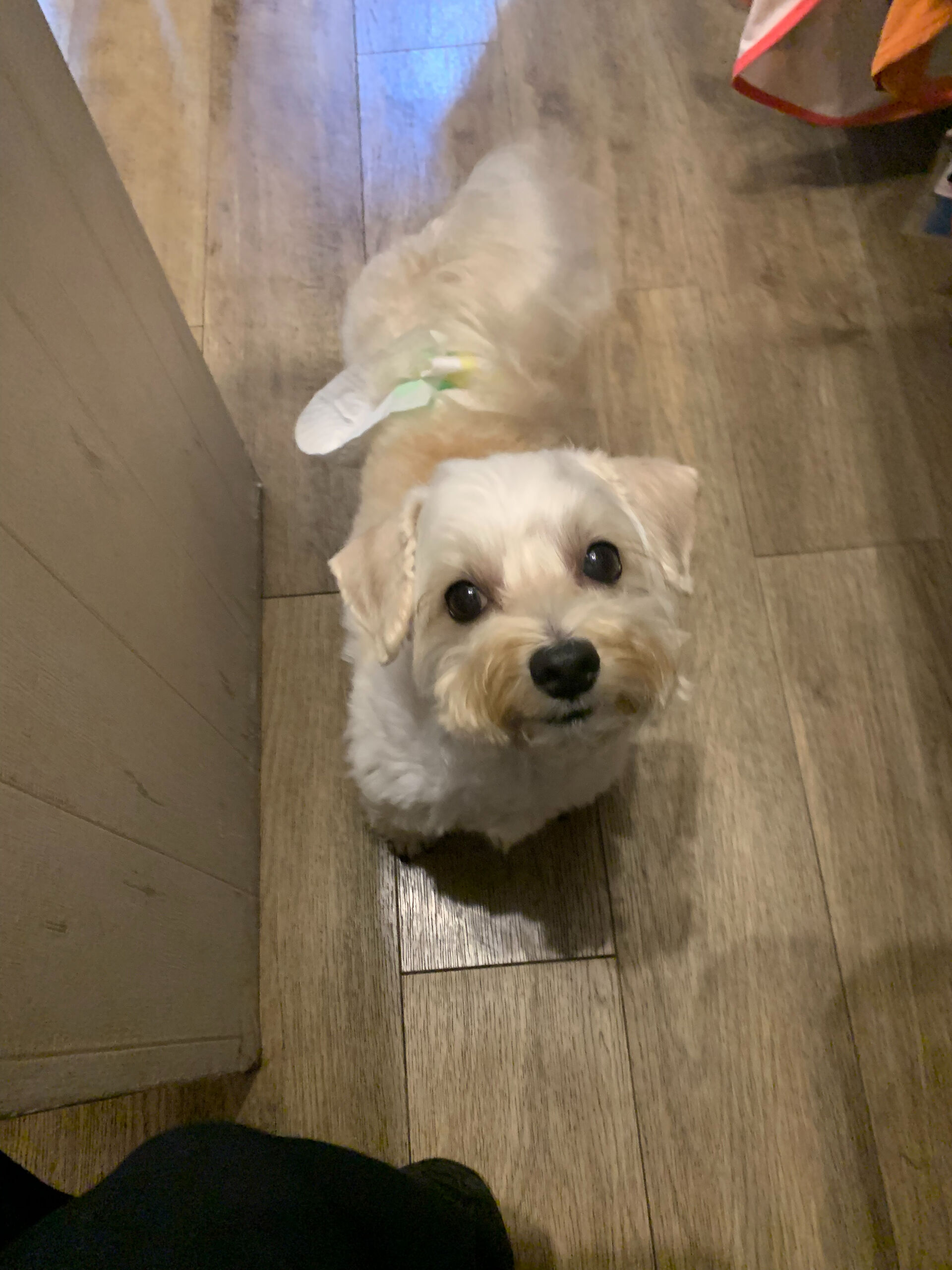 とーふくんご来店ありがとうございます😊