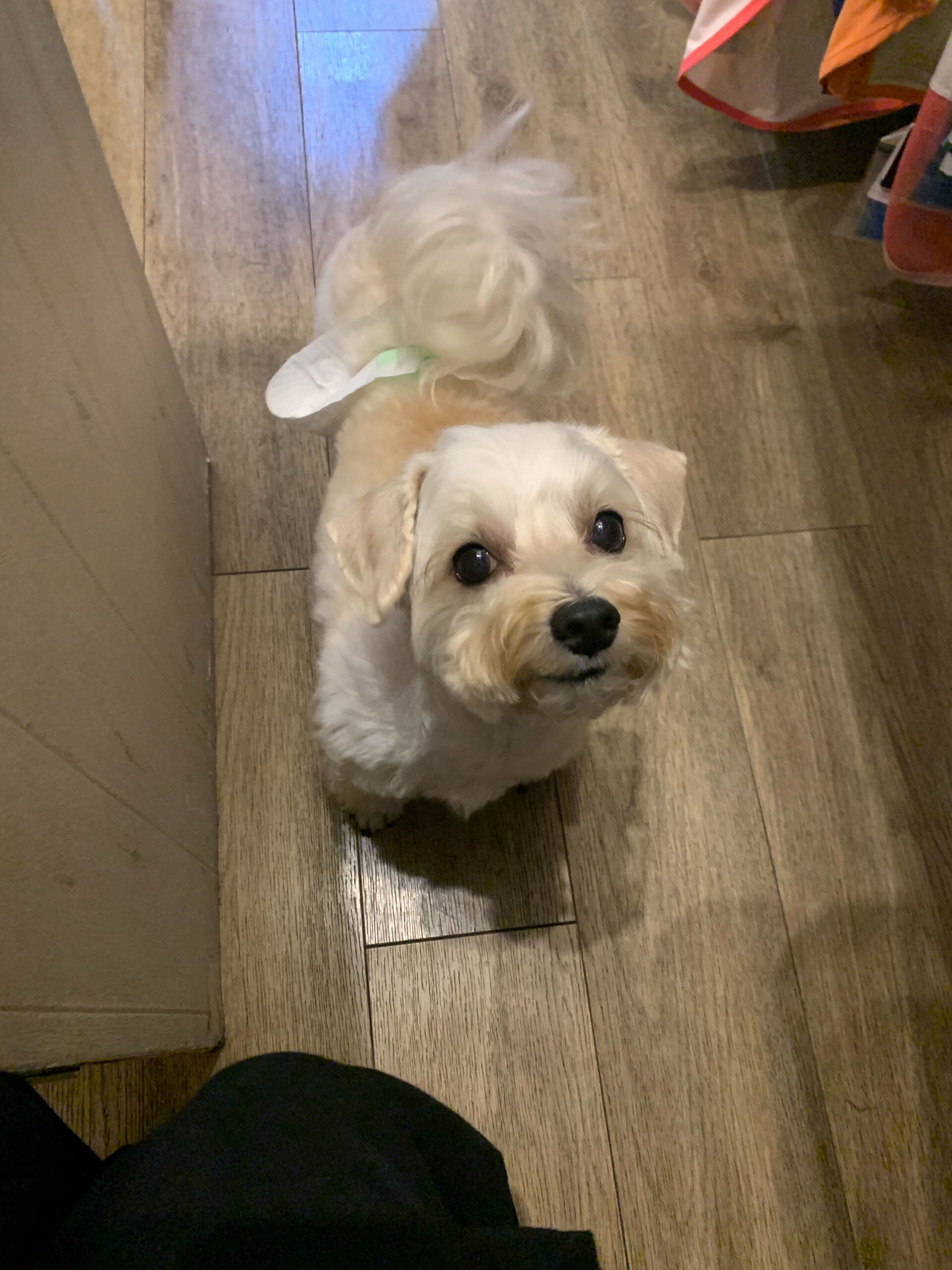 とーふくんご来店ありがとうございます😊