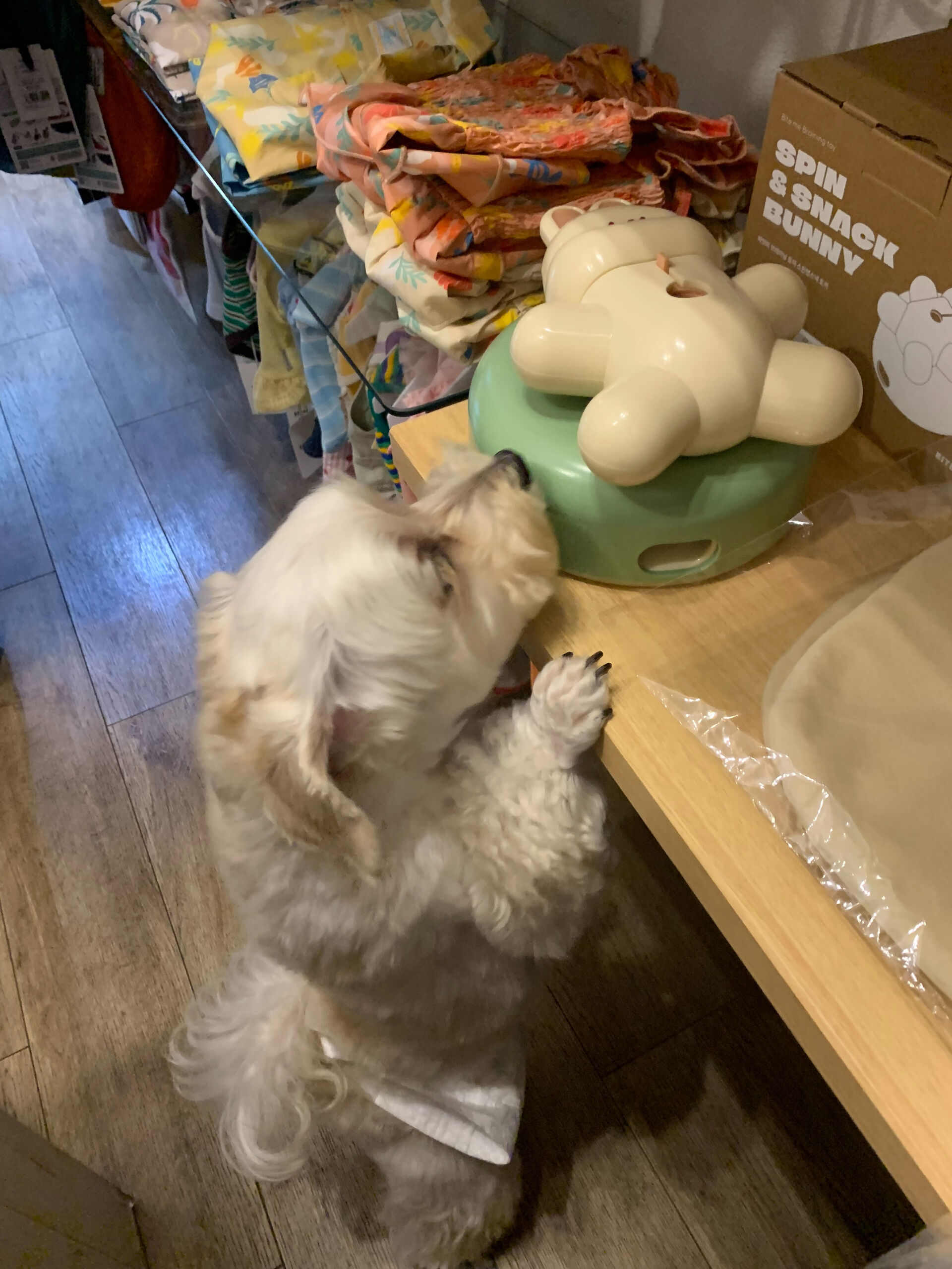 とーふくんご来店ありがとうございます😊