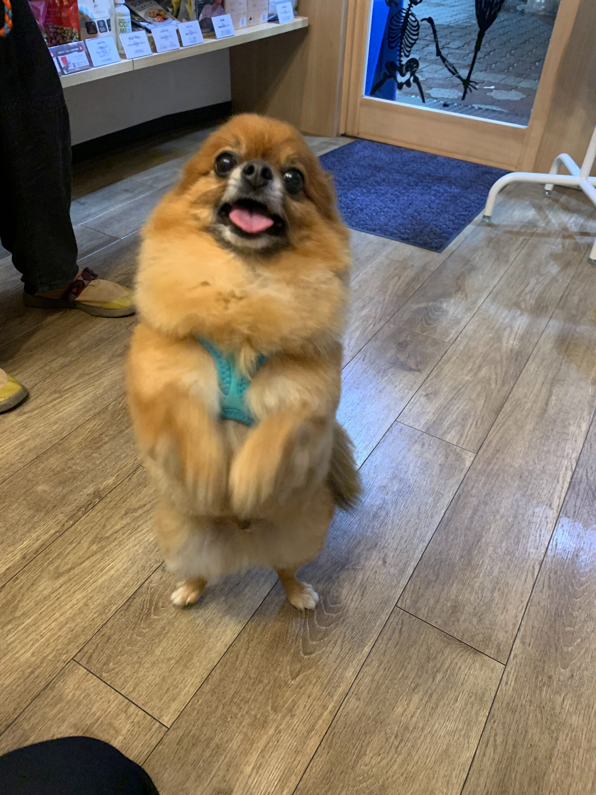 こてつくんご来店ありがとうございます😊
