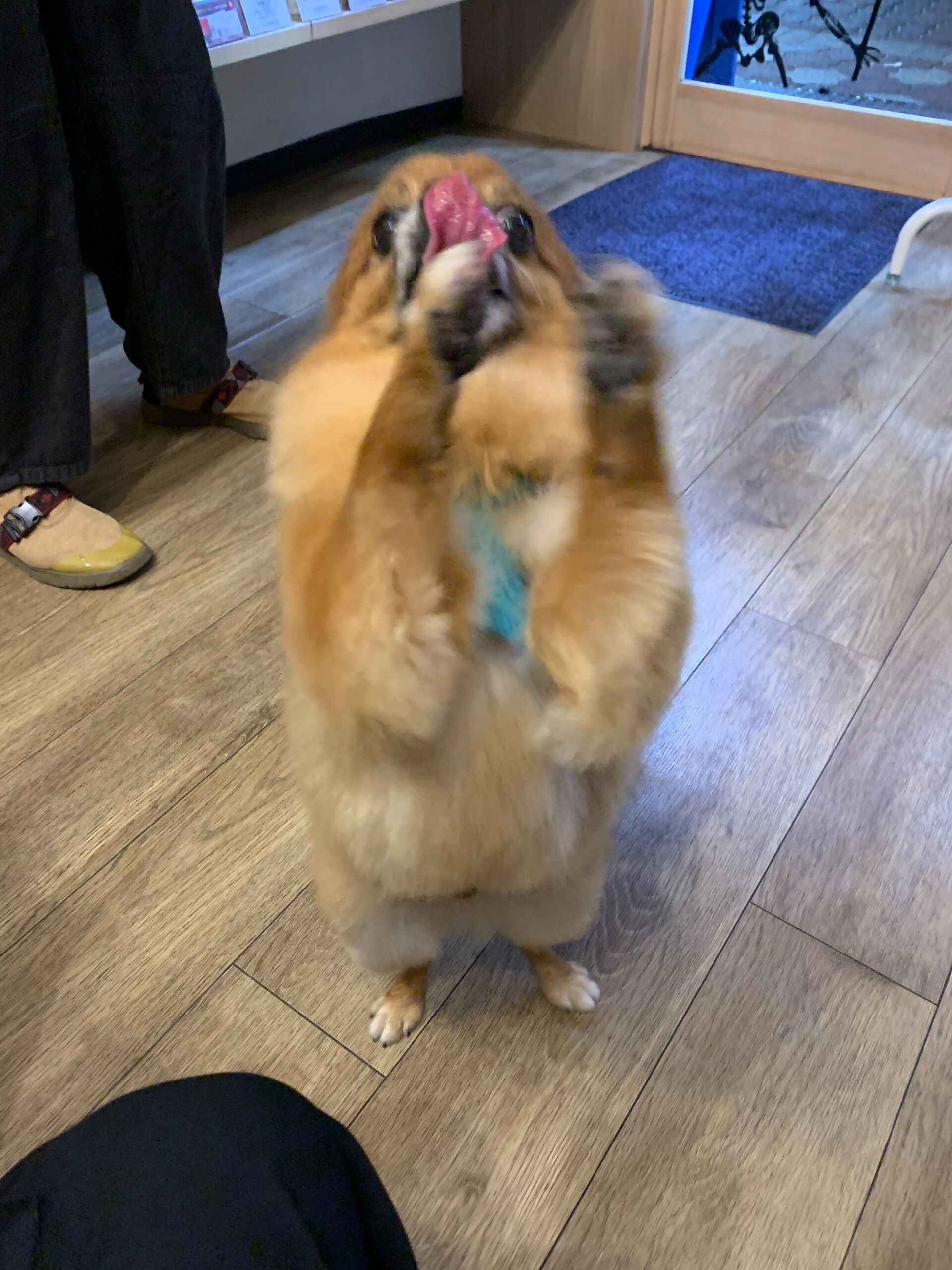 こてつくんご来店ありがとうございます😊