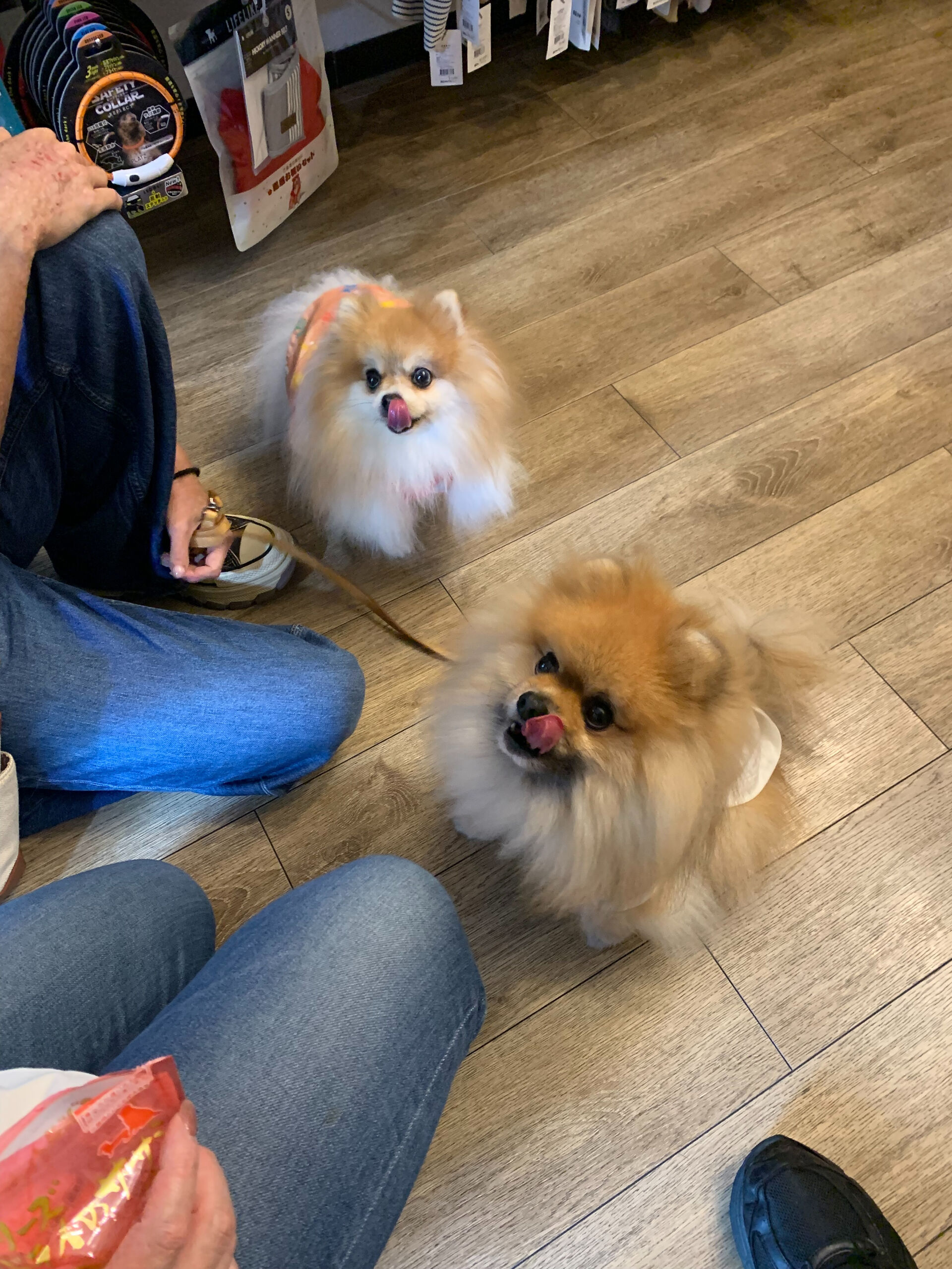 そらくん、ルナちゃんご来店ありがとうございます😊