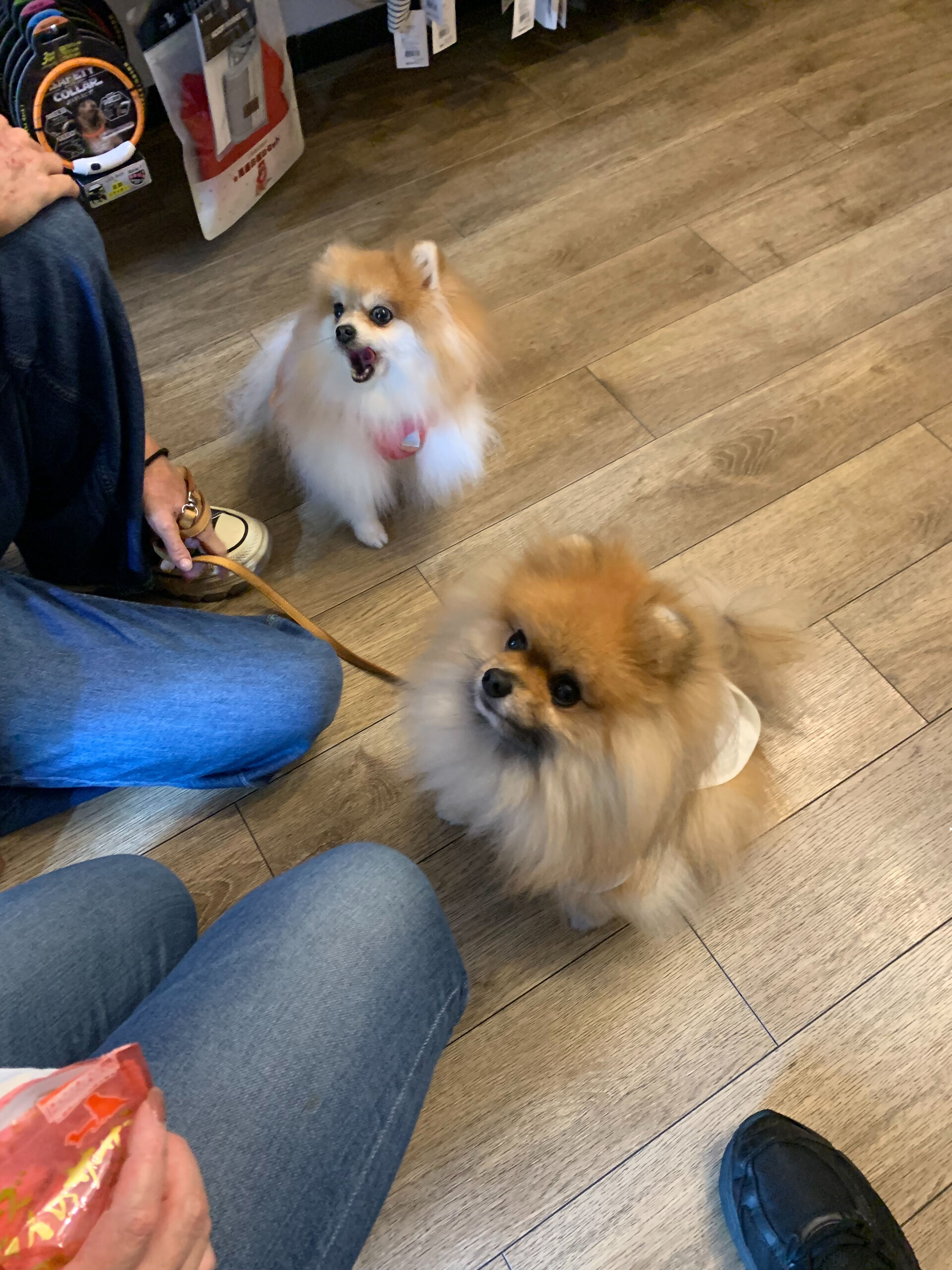 そらくん、ルナちゃんご来店ありがとうございます😊