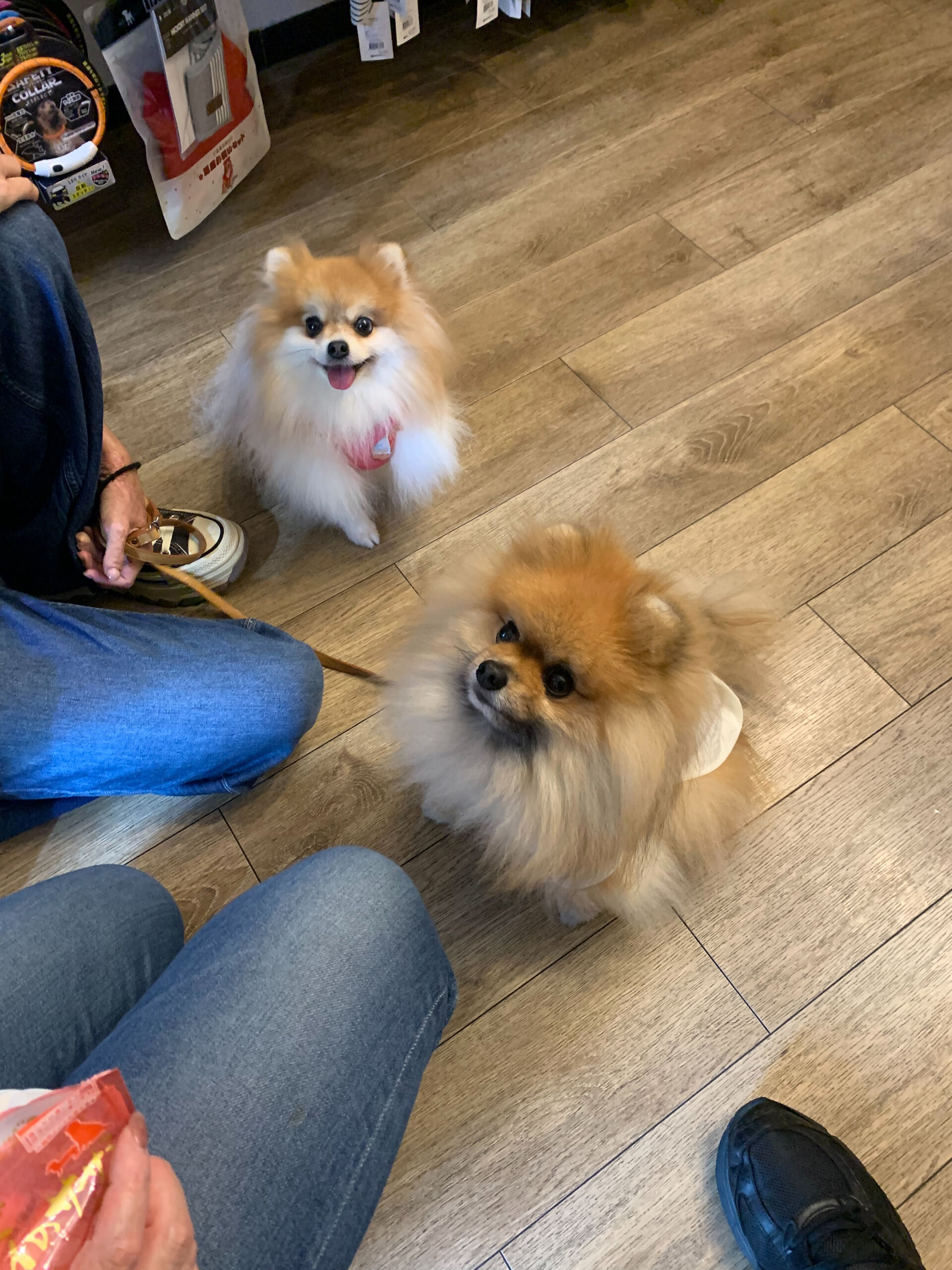 そらくん、ルナちゃんご来店ありがとうございます😊