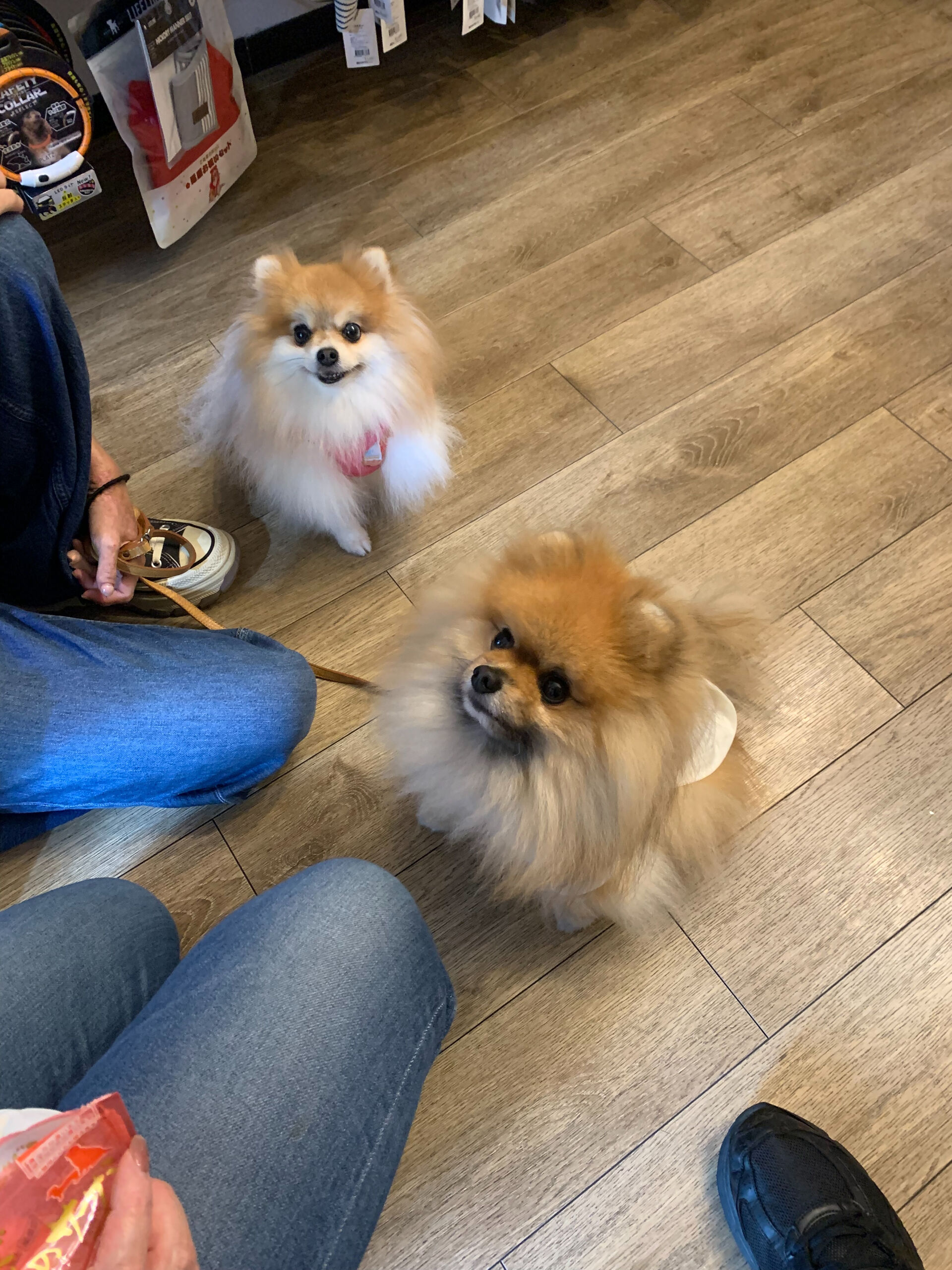 そらくん、ルナちゃんご来店ありがとうございます😊