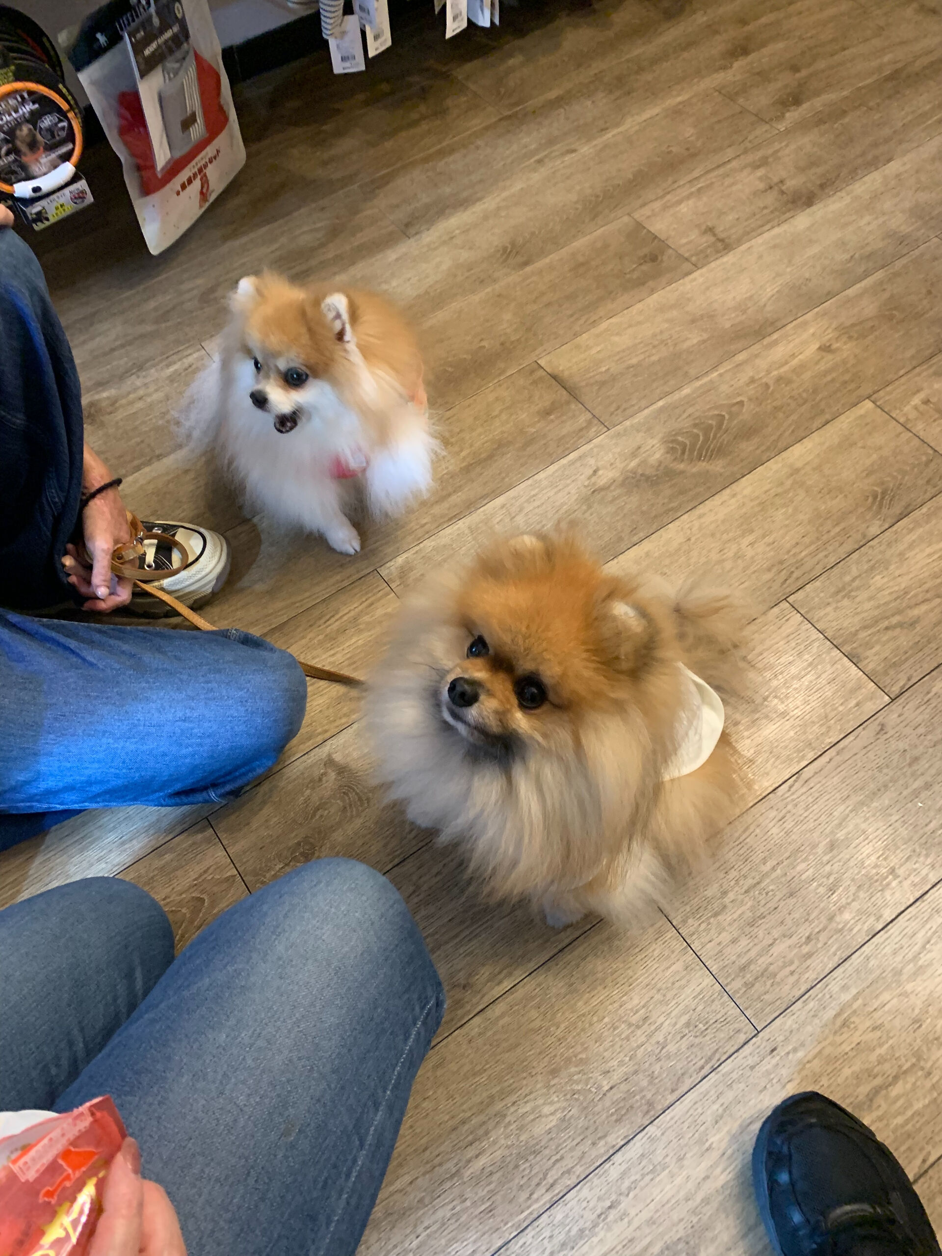 そらくん、ルナちゃんご来店ありがとうございます😊