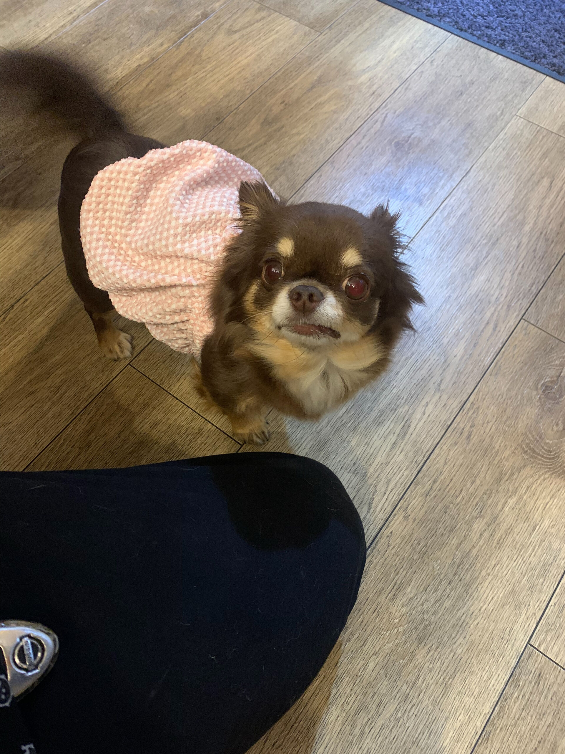 テンちゃんご来店ありがとうございます😊