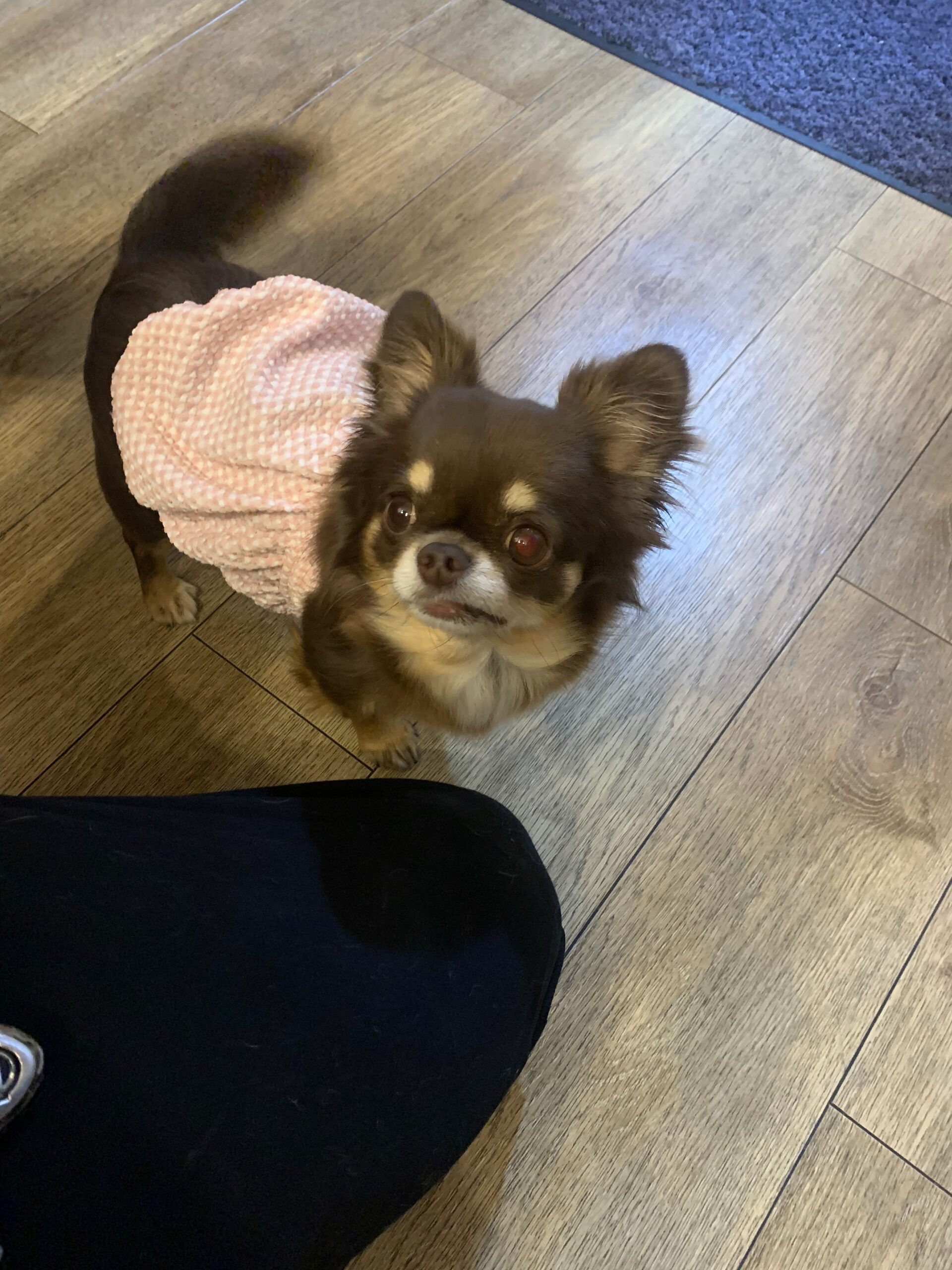 テンちゃんご来店ありがとうございます😊