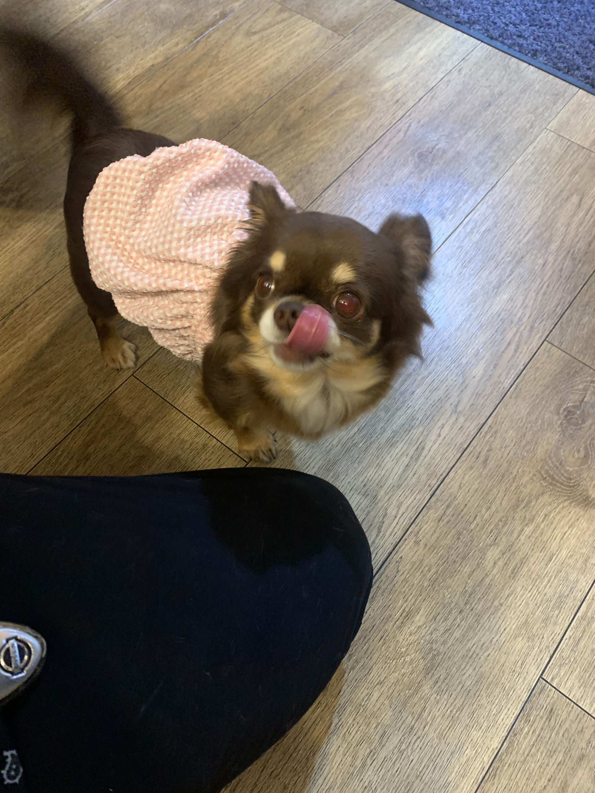 テンちゃんご来店ありがとうございます😊
