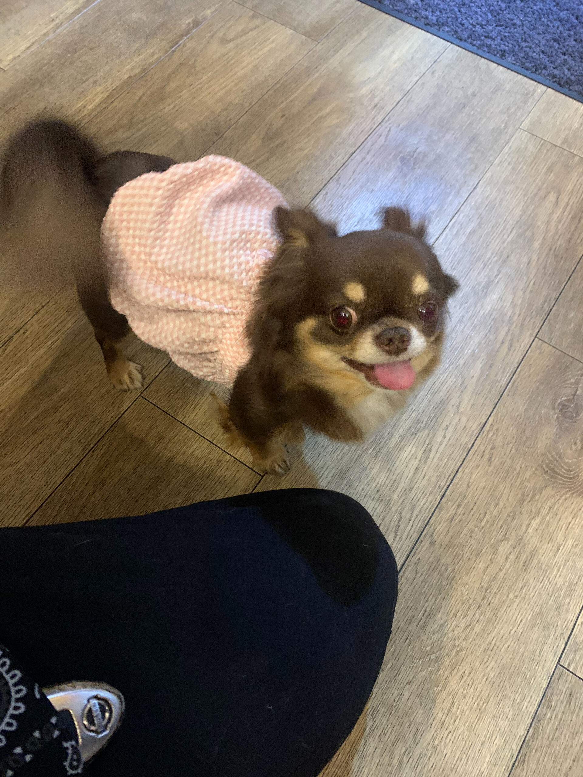 テンちゃんご来店ありがとうございます😊