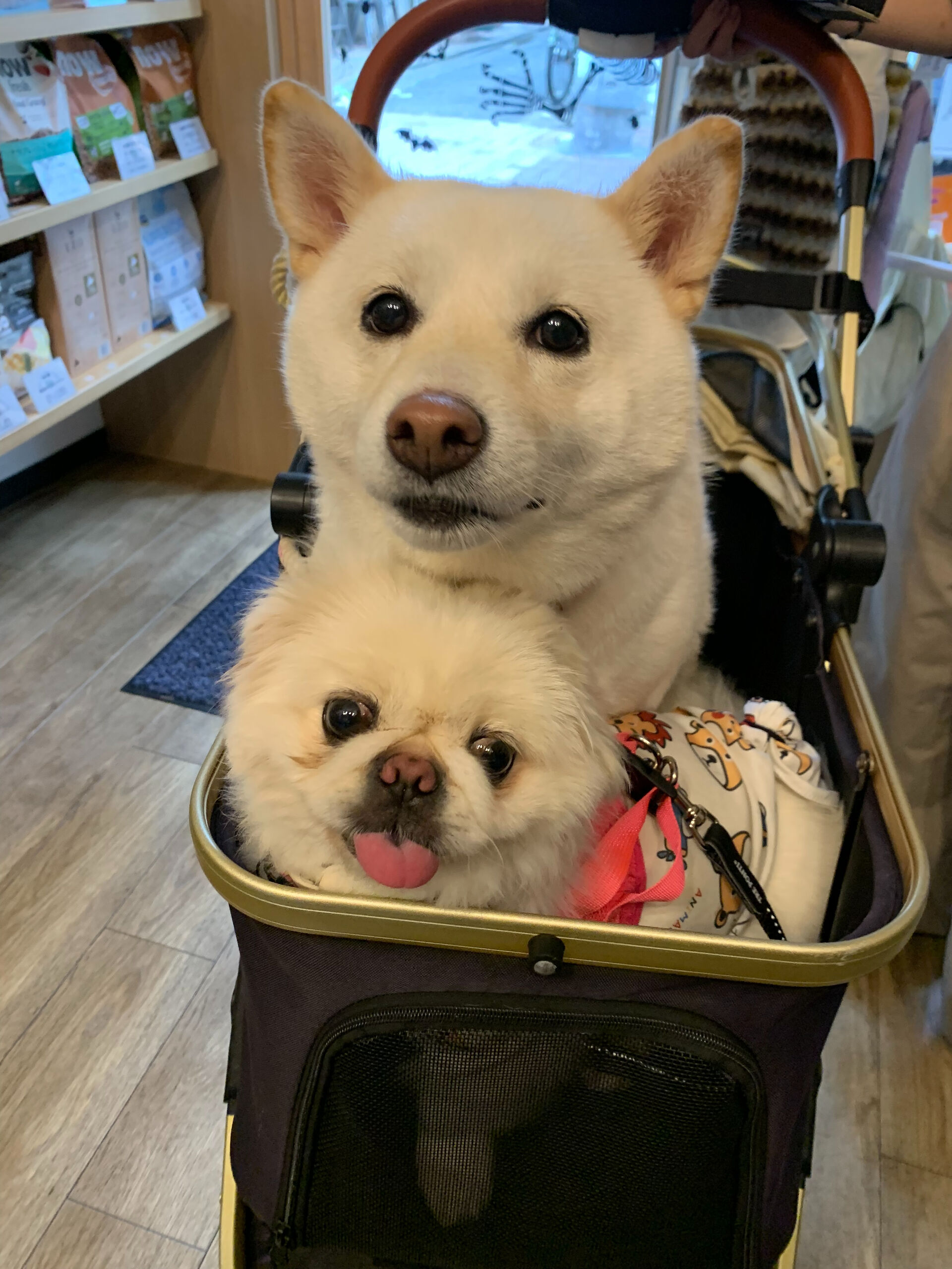 てんちゃん、ちゃむちゃんご来店ありがとうございます😊