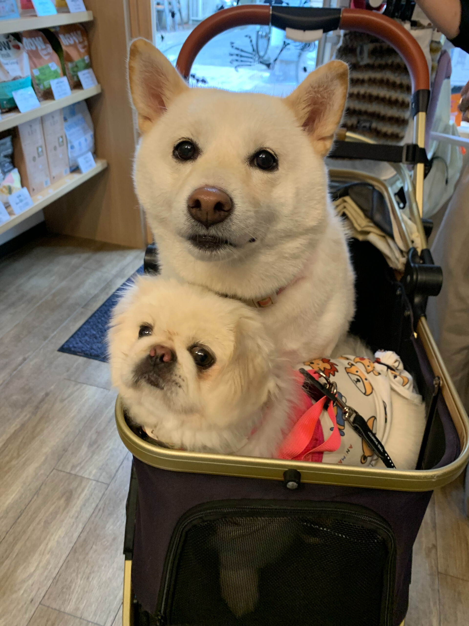 てんちゃん、ちゃむちゃんご来店ありがとうございます😊