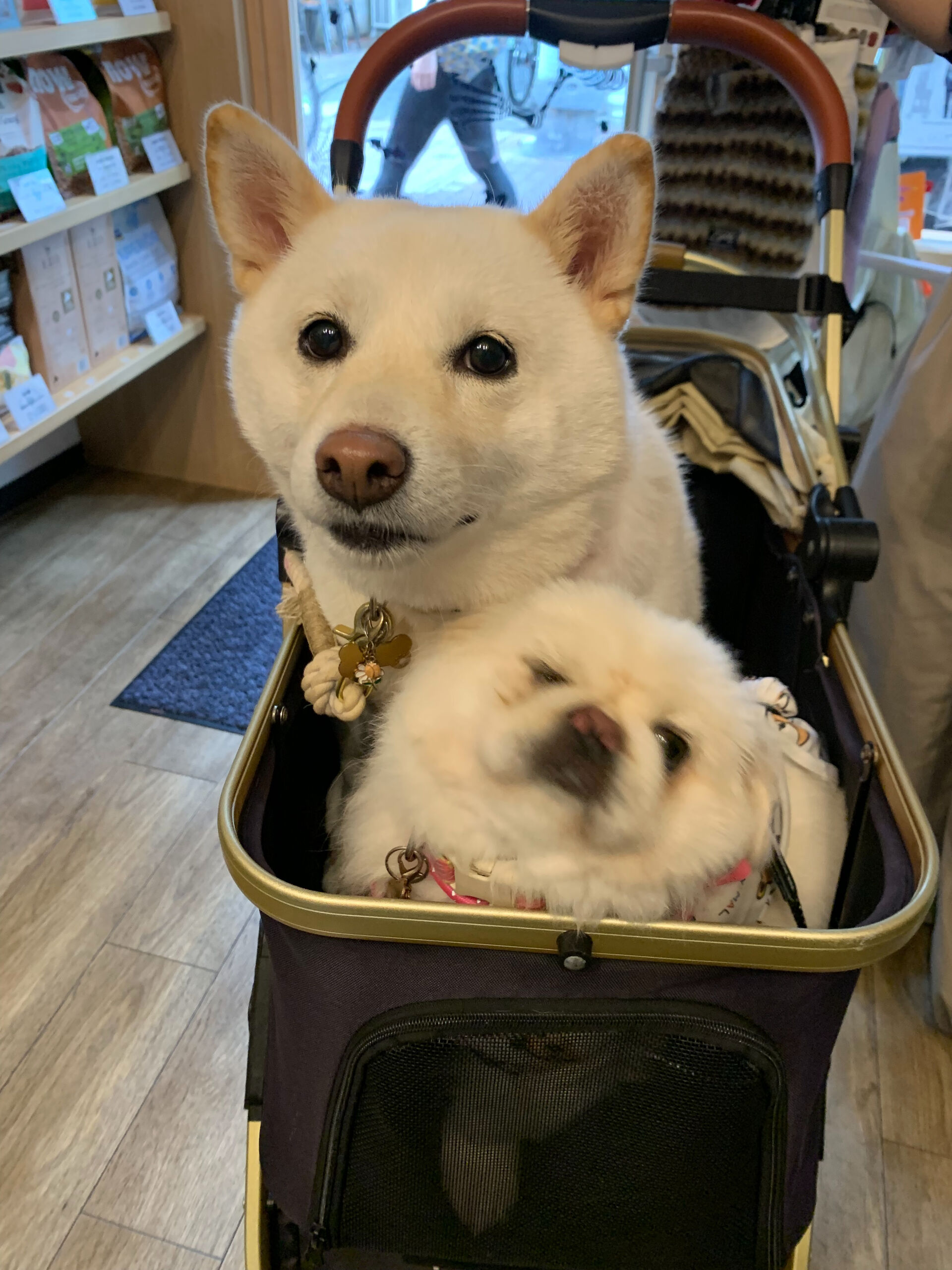 てんちゃん、ちゃむちゃんご来店ありがとうございます😊